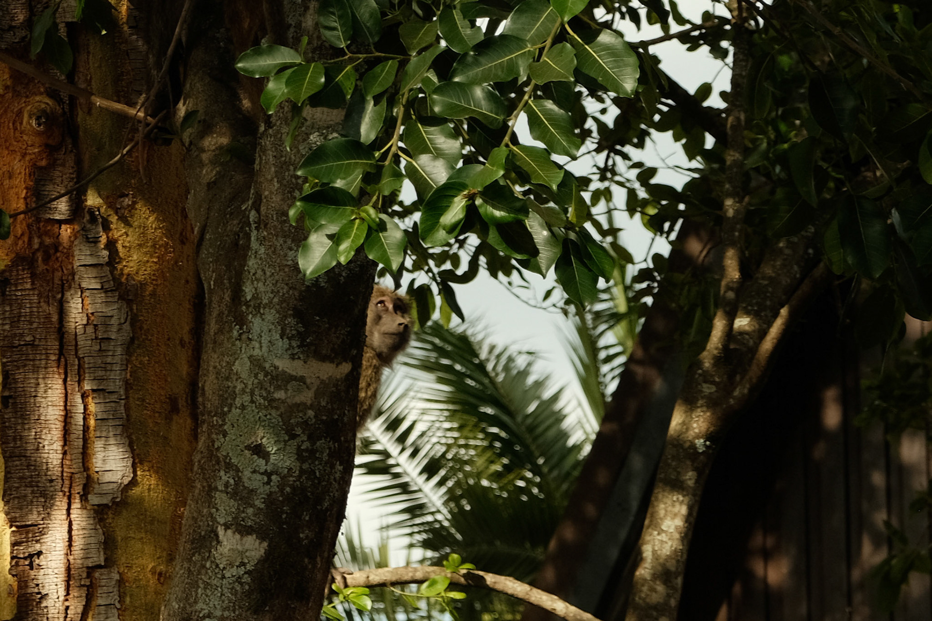Olive Baboon