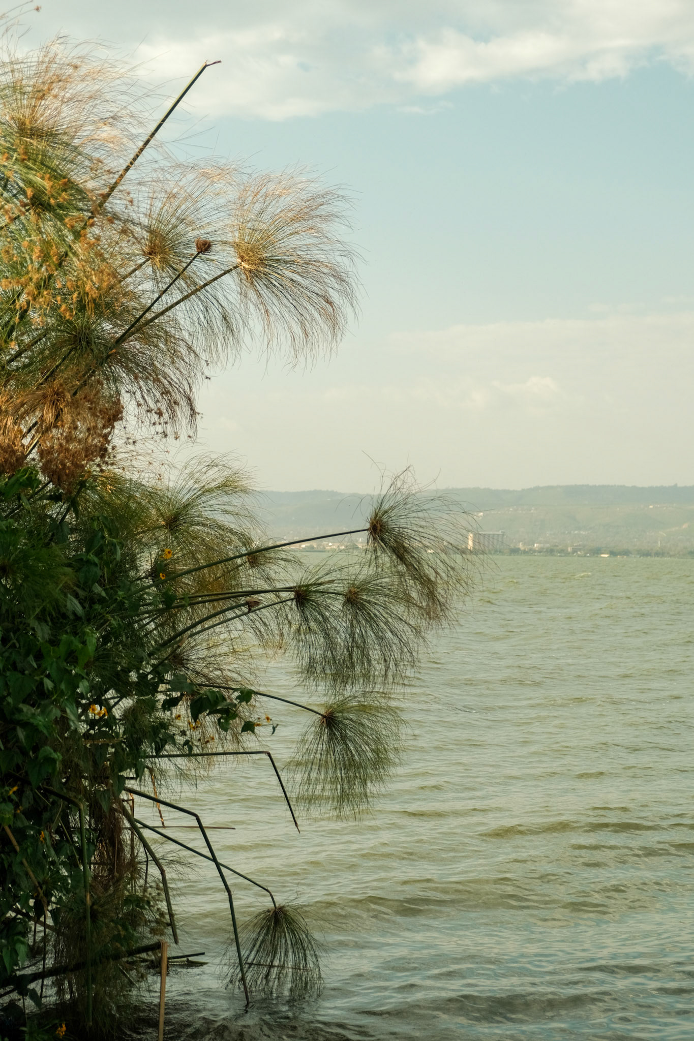 Papyrus on the shore of Lake Victoria