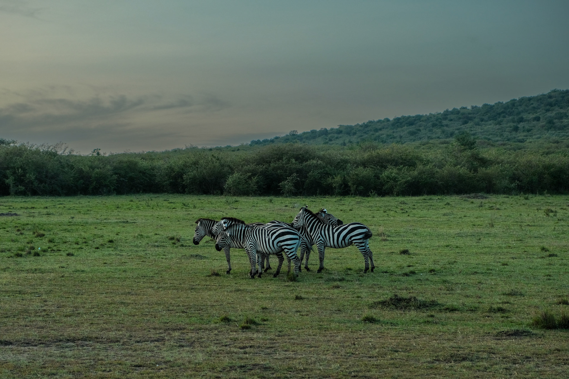 Zebras
