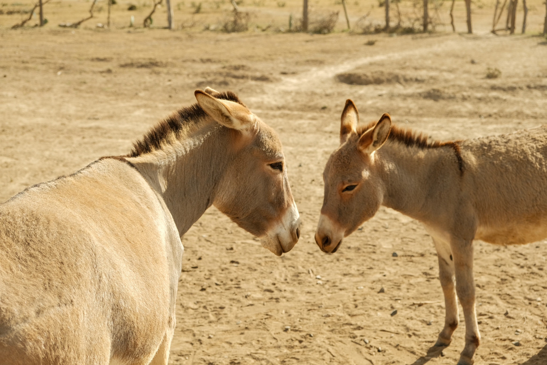 Donkeys and their owners come from far to this water point.