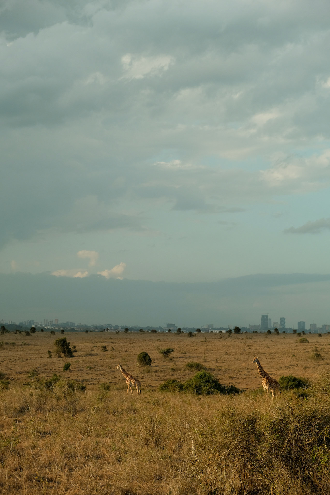 City skyline in the background of Nairobi National Park