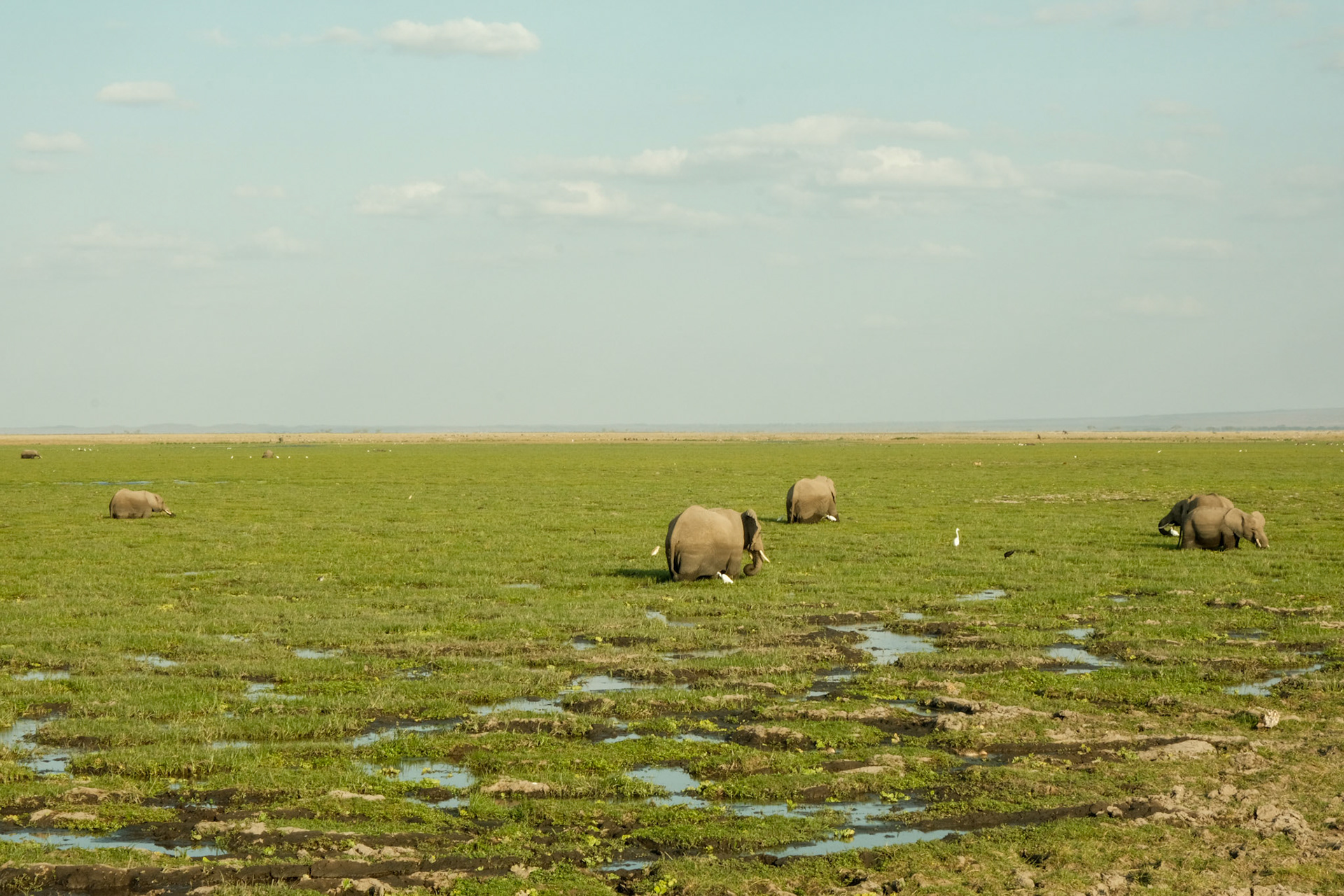 Elephants in swamp