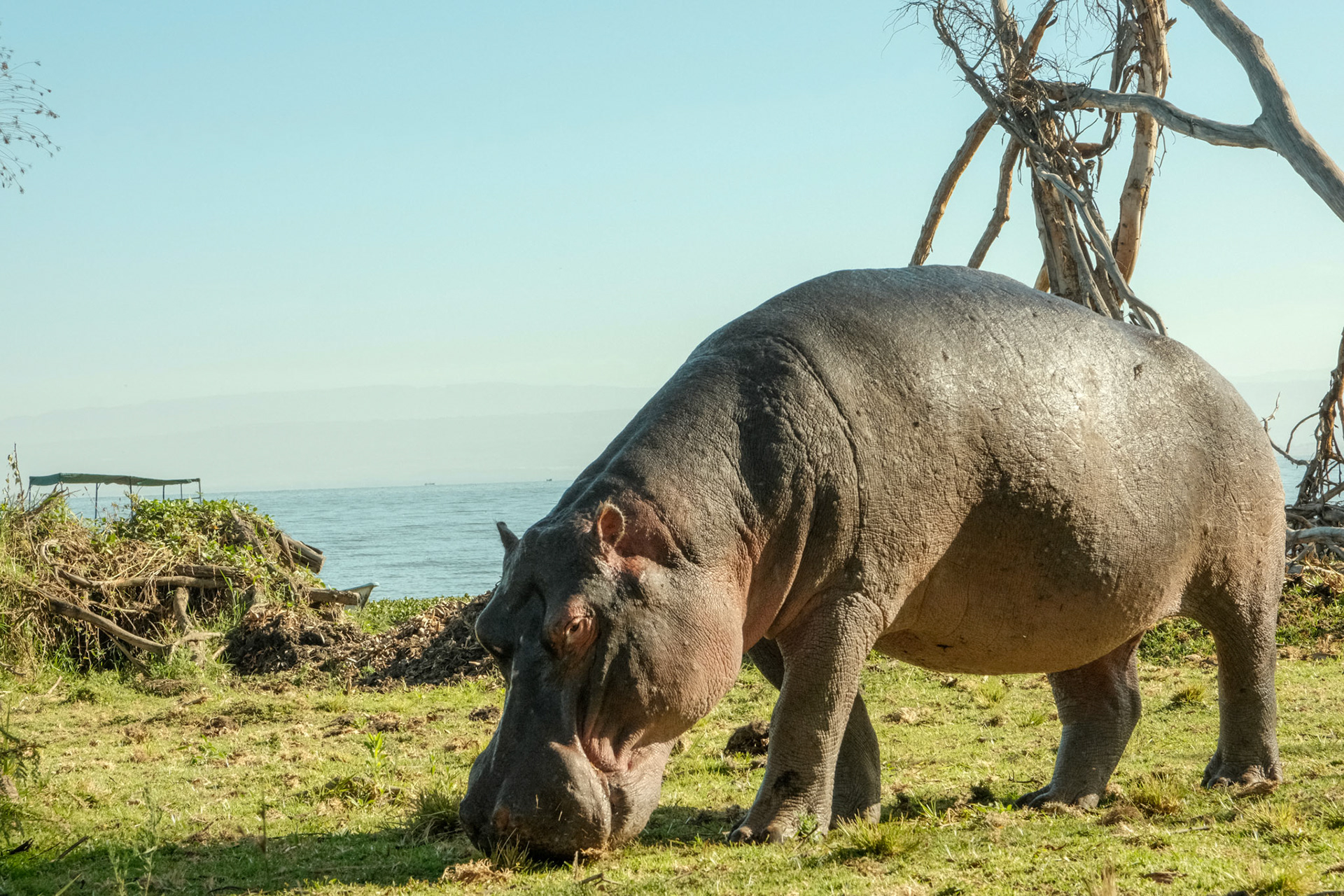 Hippopotamus few meters away from our tents