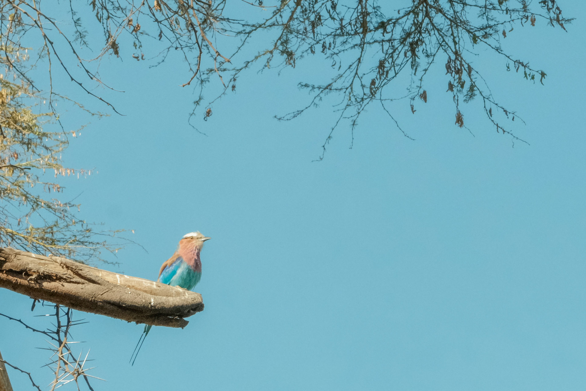 Lilac-breasted roller (Coracias caudatus)