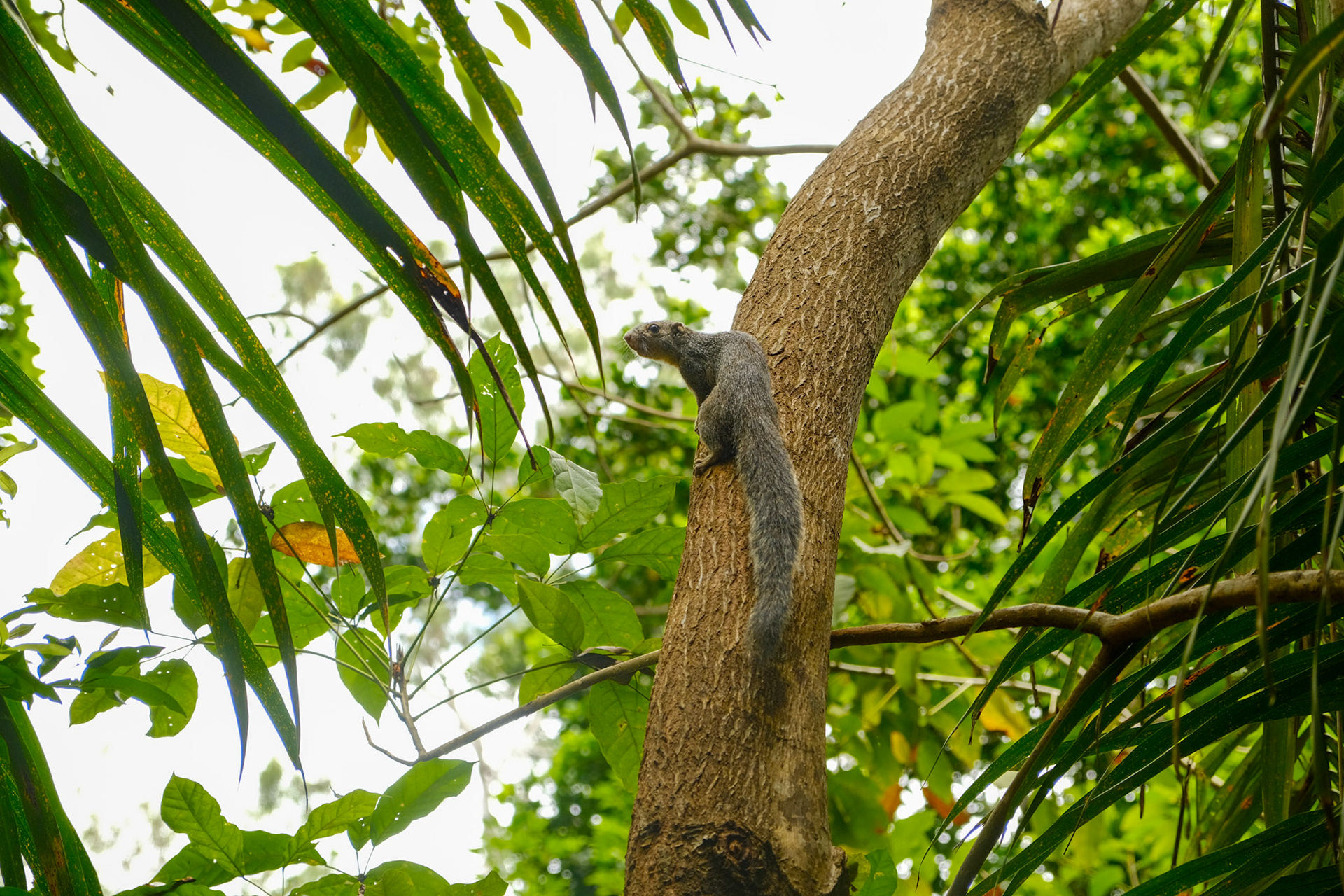 Zanj sun squirrel (Heliosciurus undulatus), Unguja