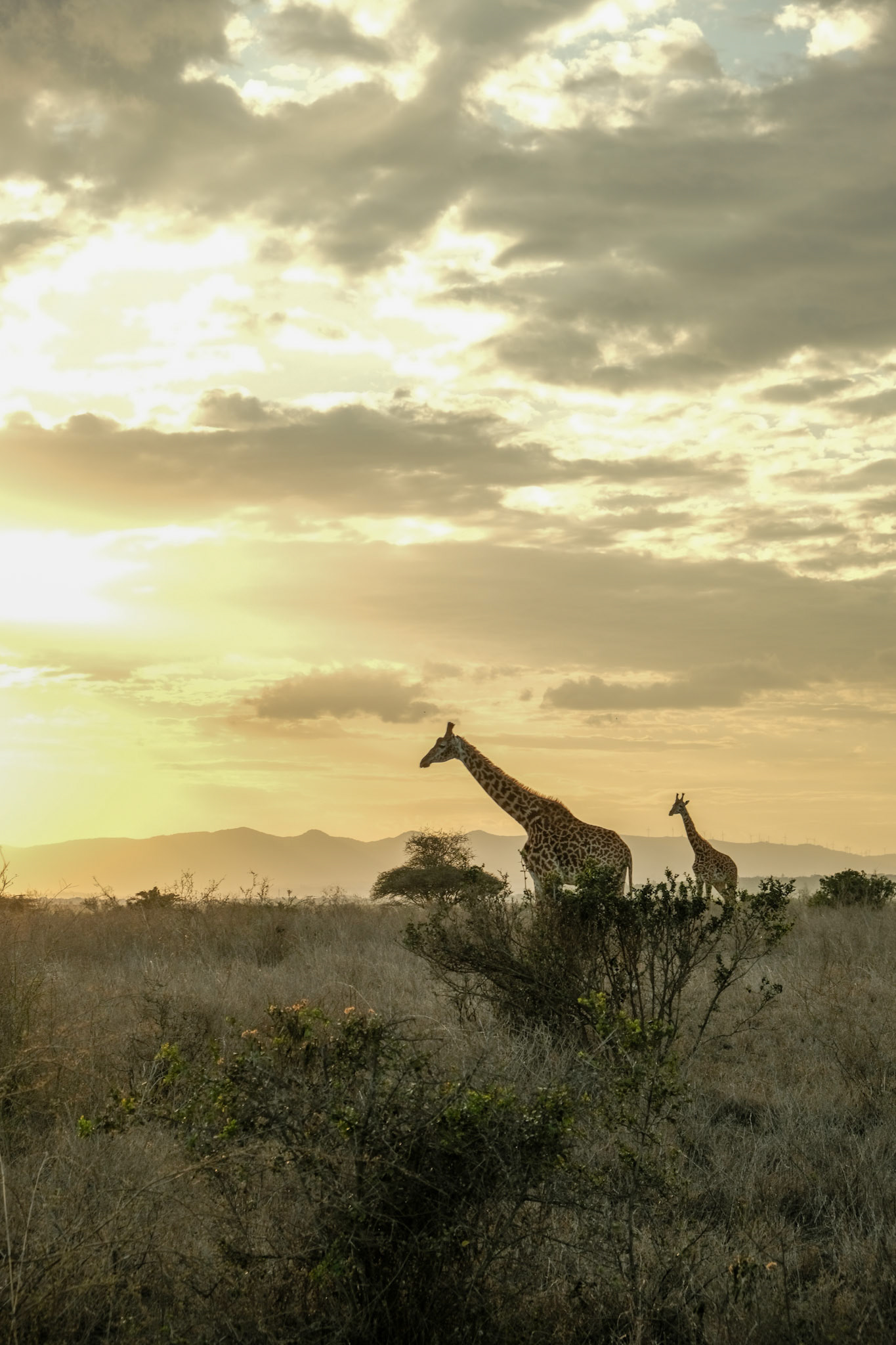 Giraffes and sunset