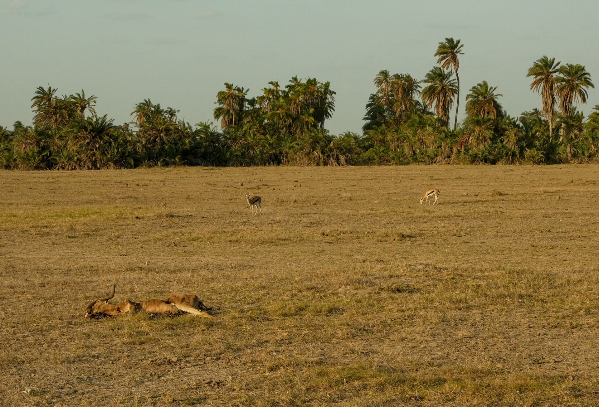 Wildebeest carcass at Amboseli National Park