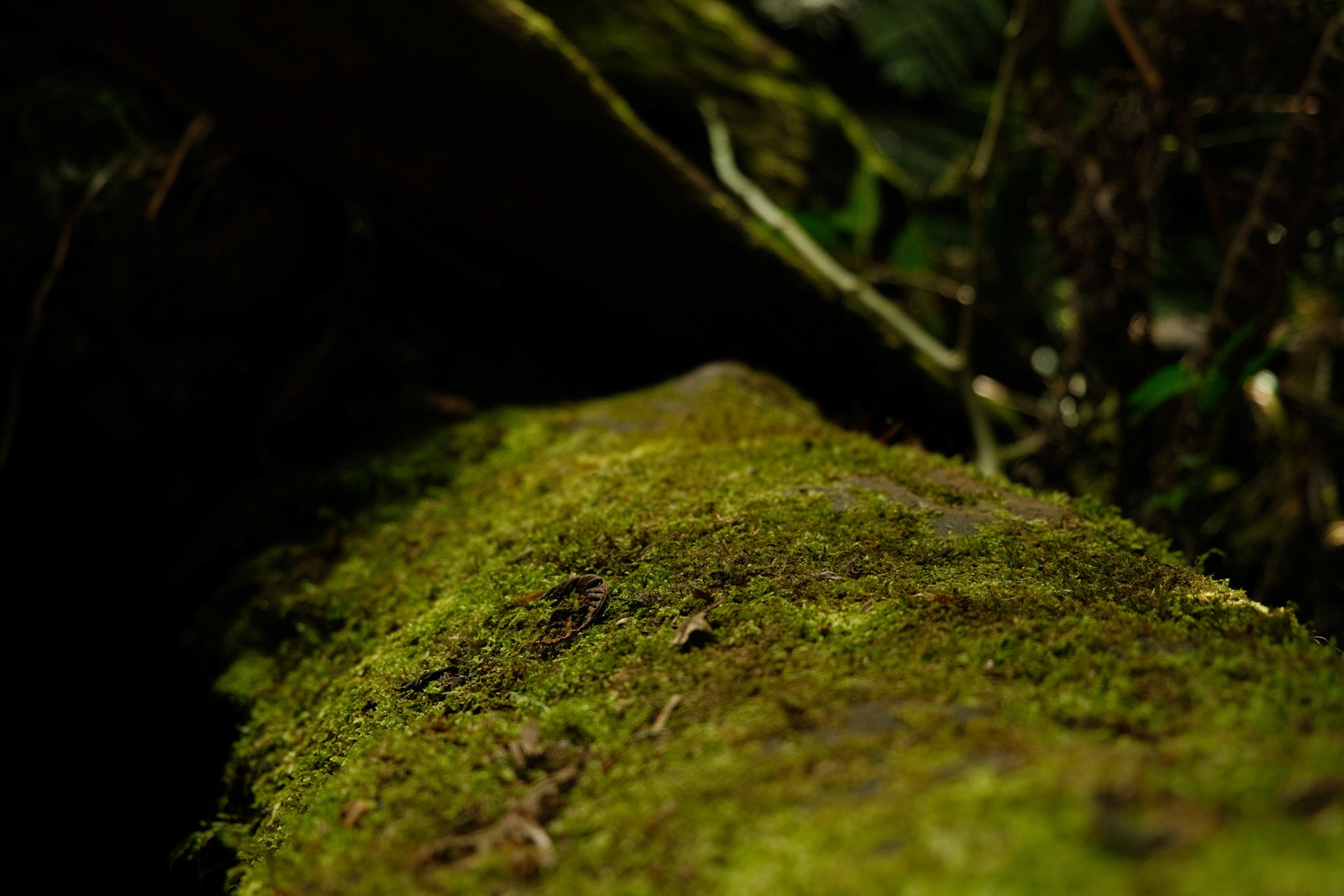 Moss on a dead tree