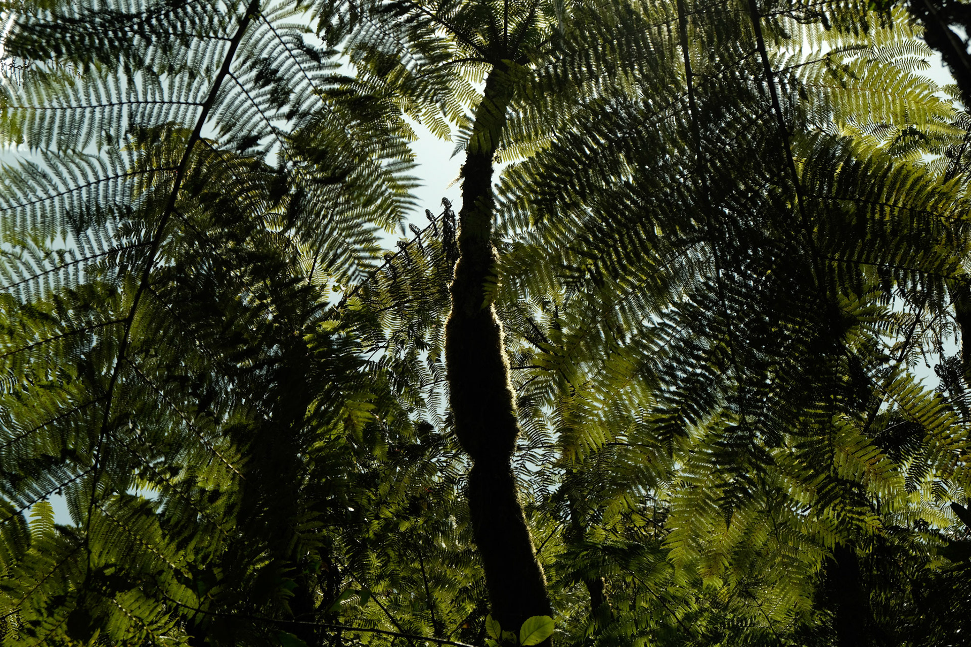 Canopy of the forest in the hillside of mount Kenya