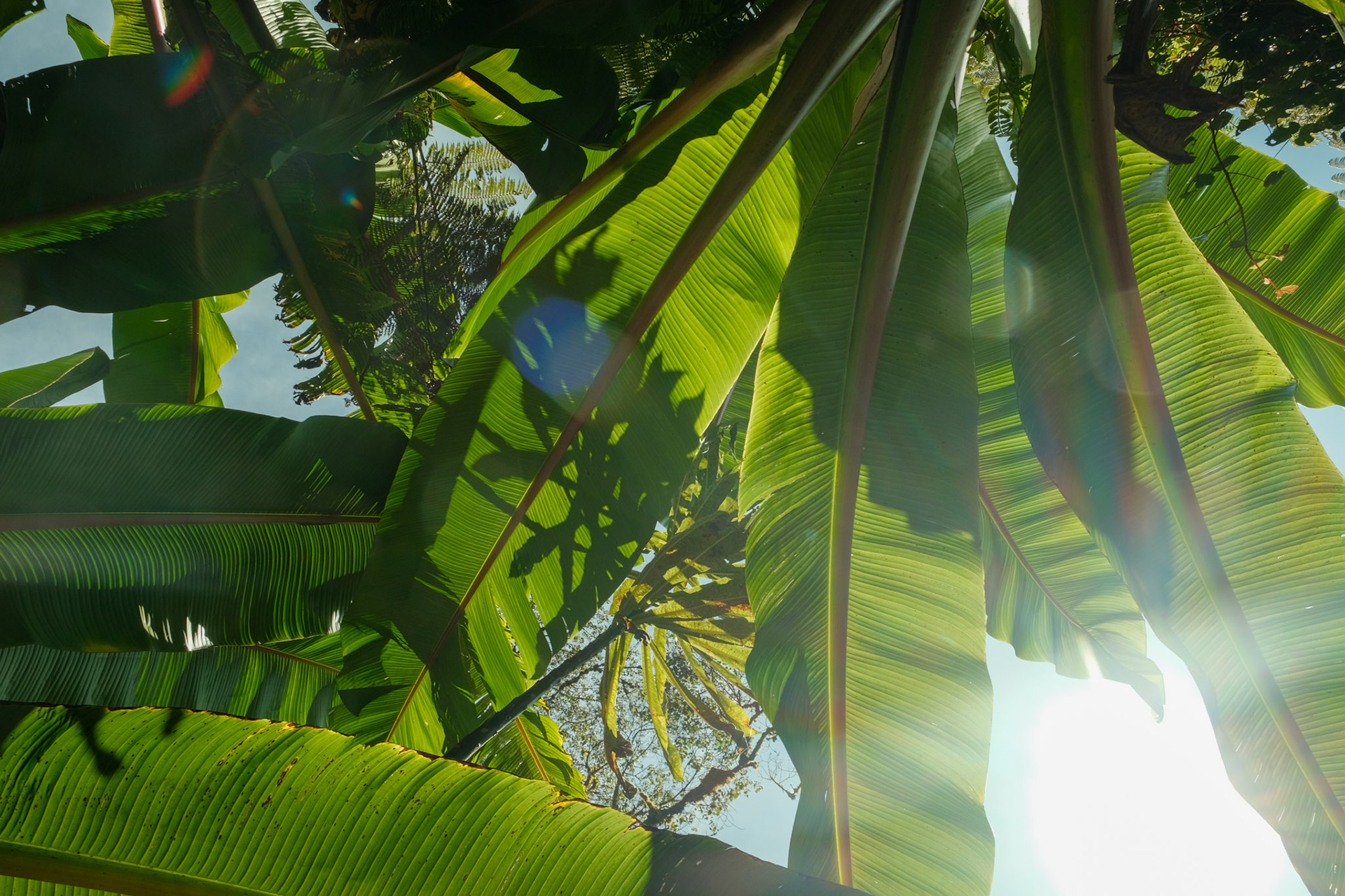 Banana tree leaves