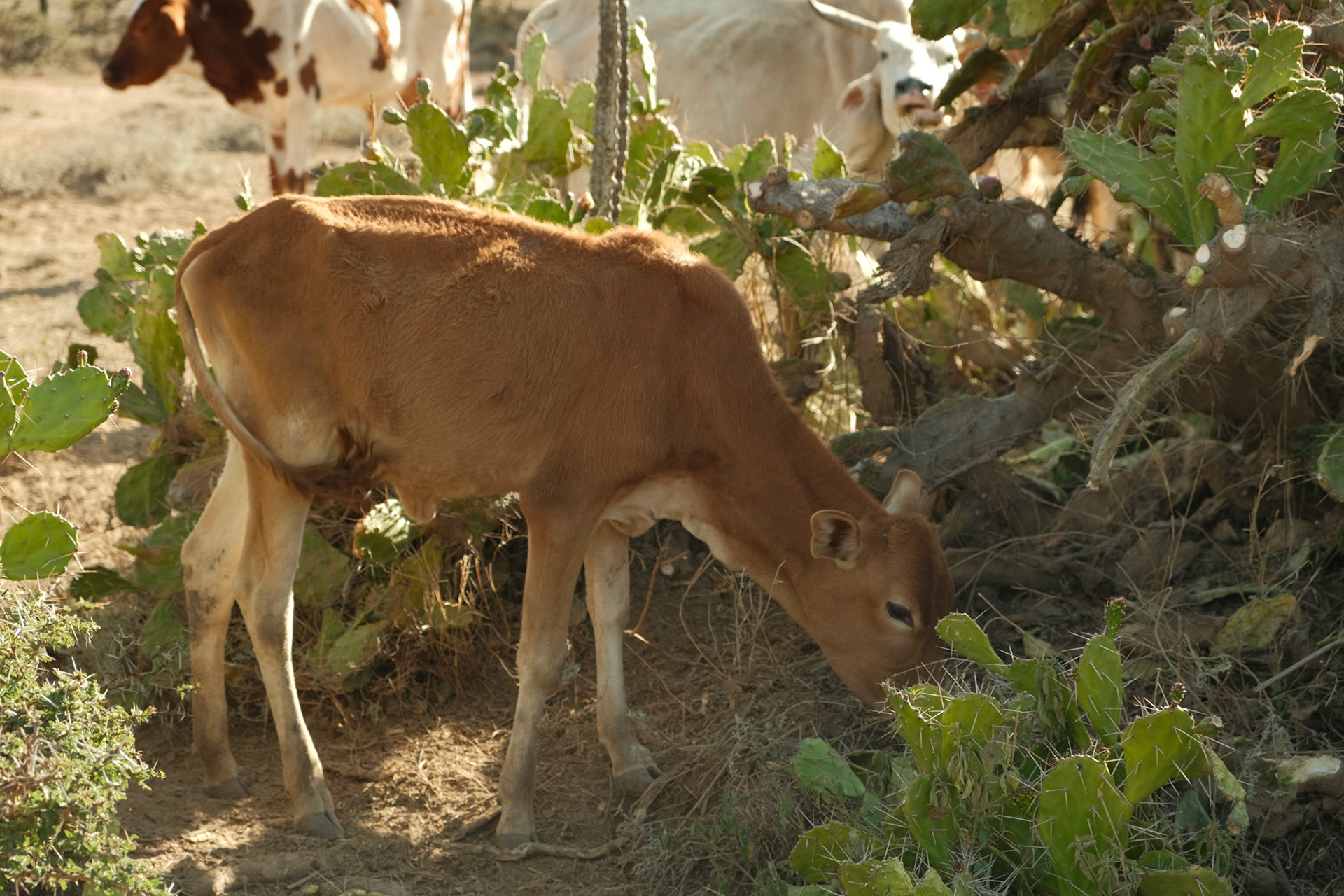 Cows are seen feeding on cacti. The land is dry with no healty pastures.