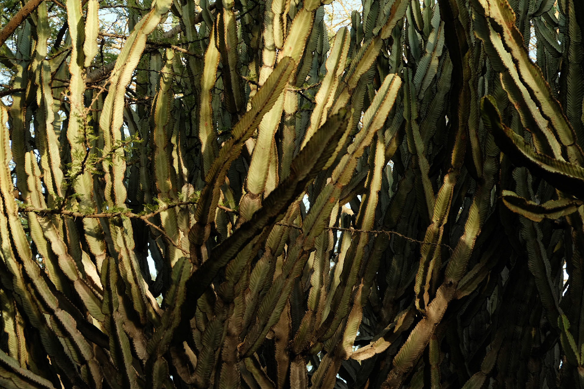Euphorbia trees surround our tents. Its sap can cause blindness.