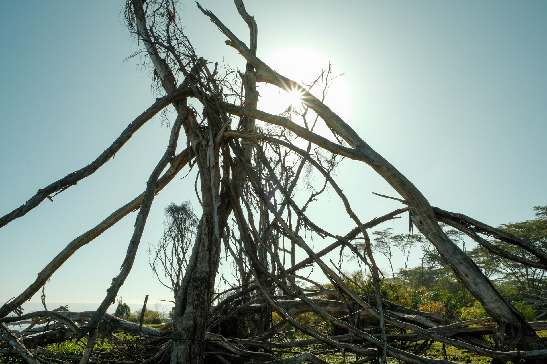 Dead trees by the shore due to the floods
