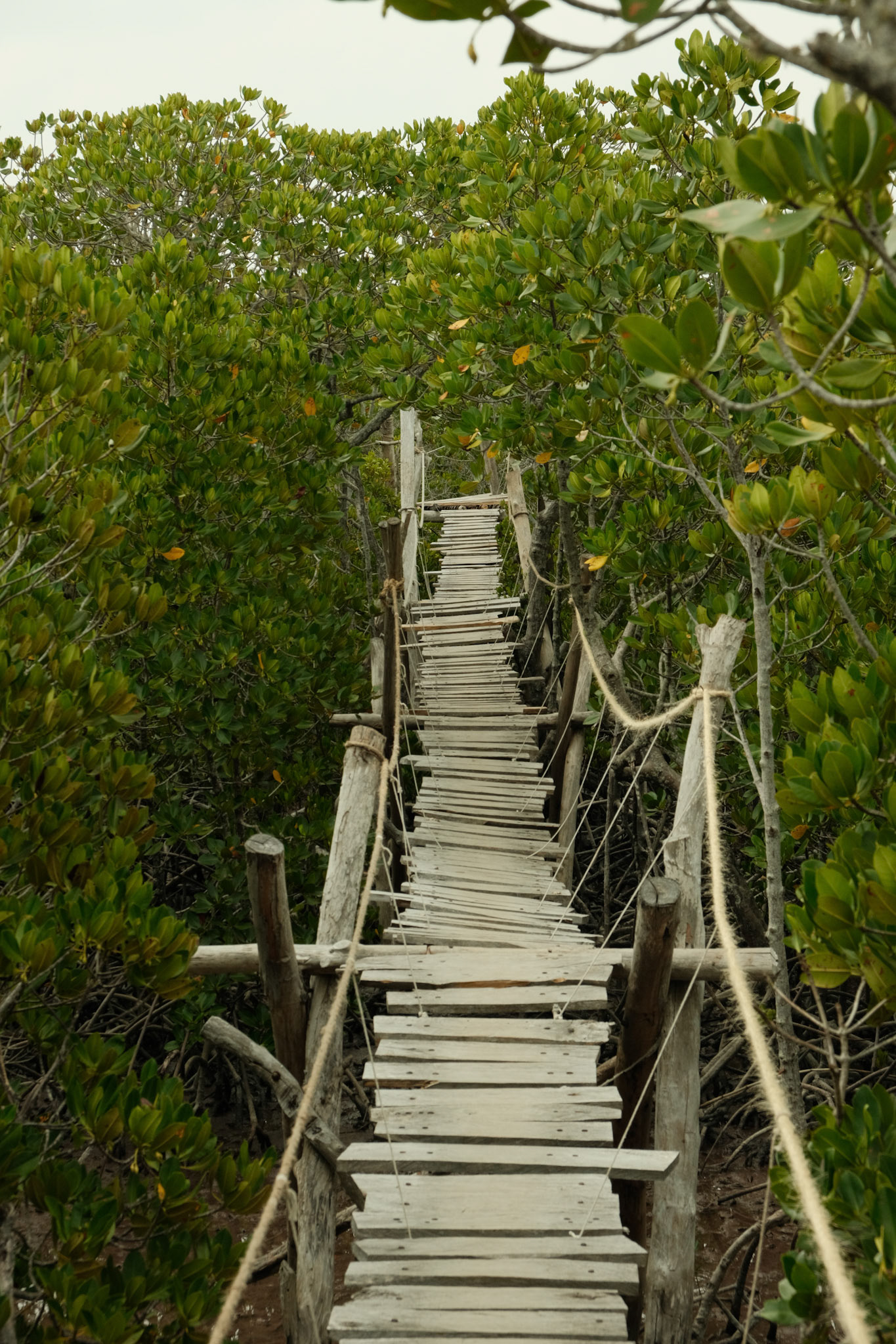 Wooden boardwalk through the Mangroves of Mida Creek