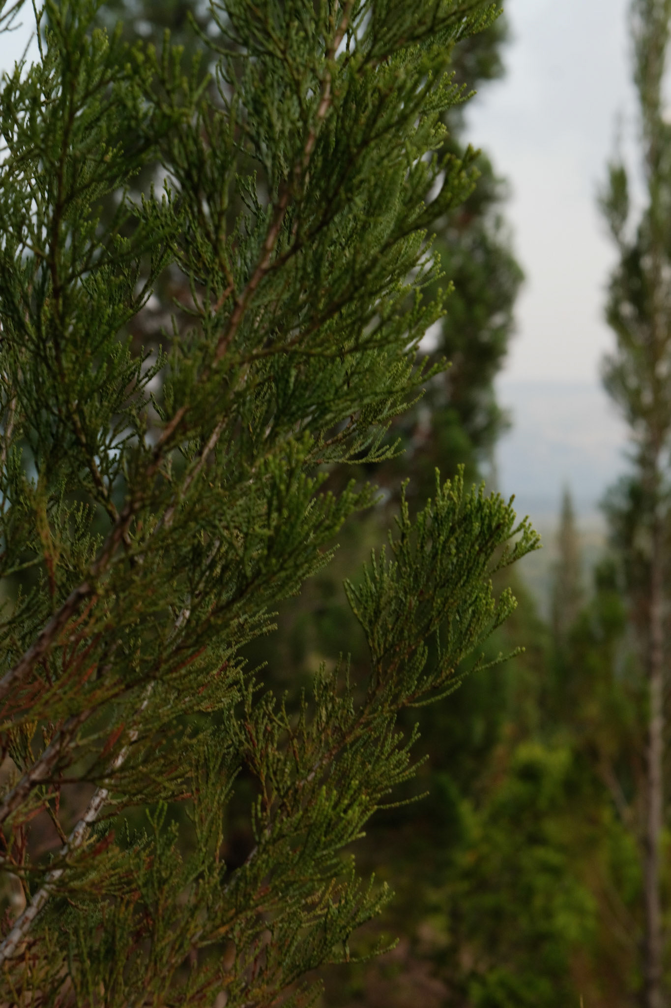 Cedar tree