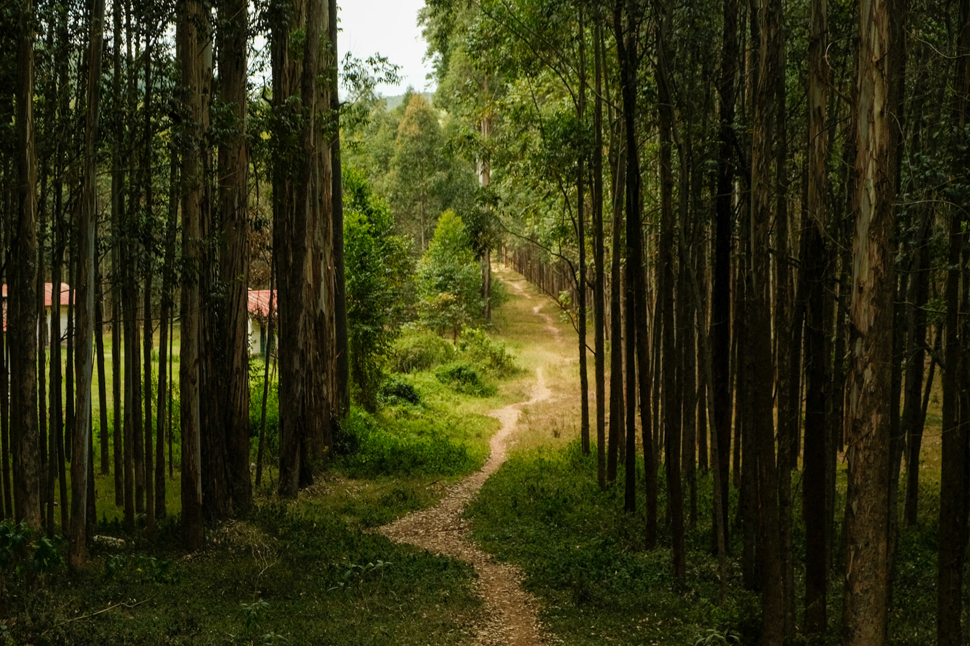 Eucalyptus plantation