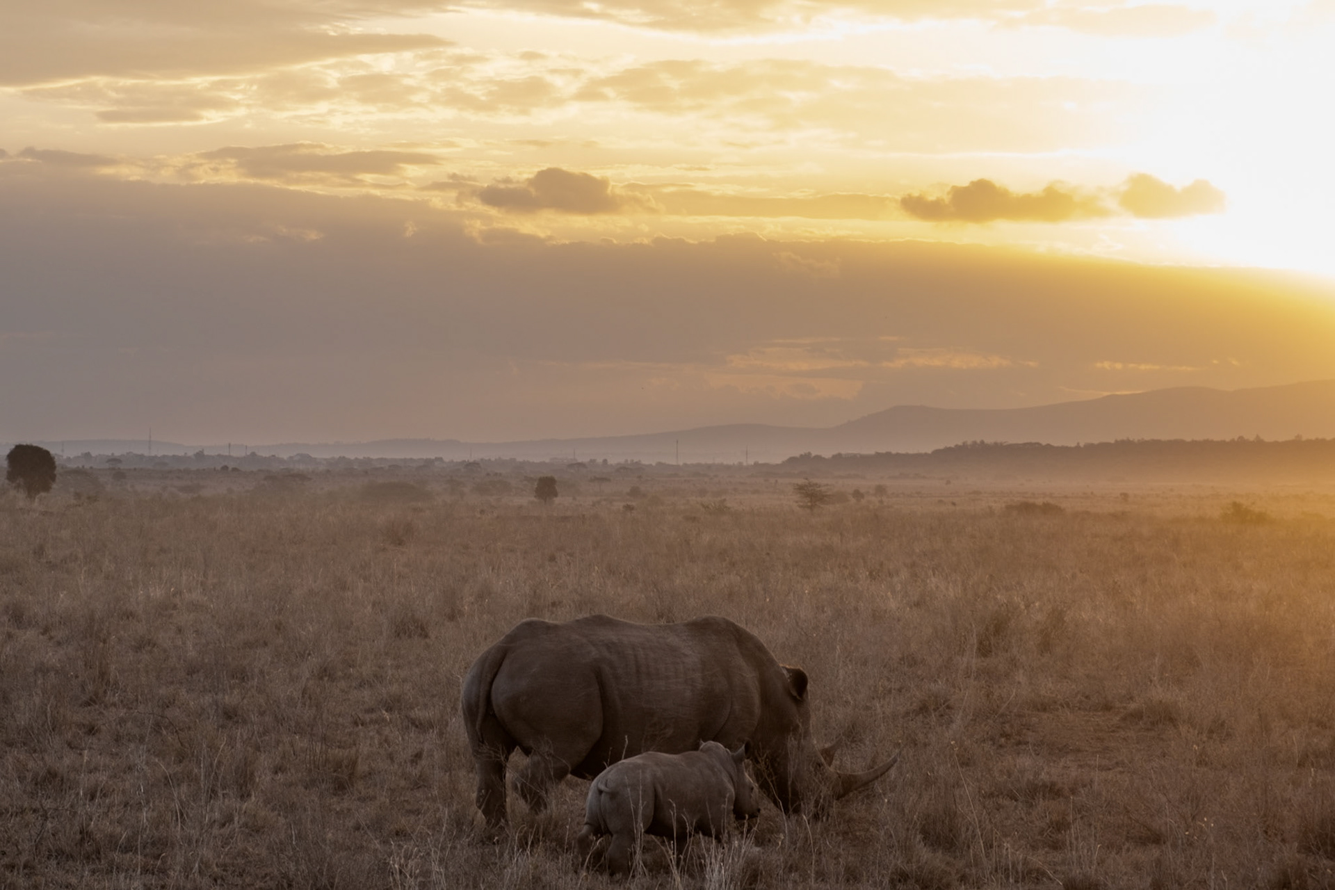 black rhino baby and its mom