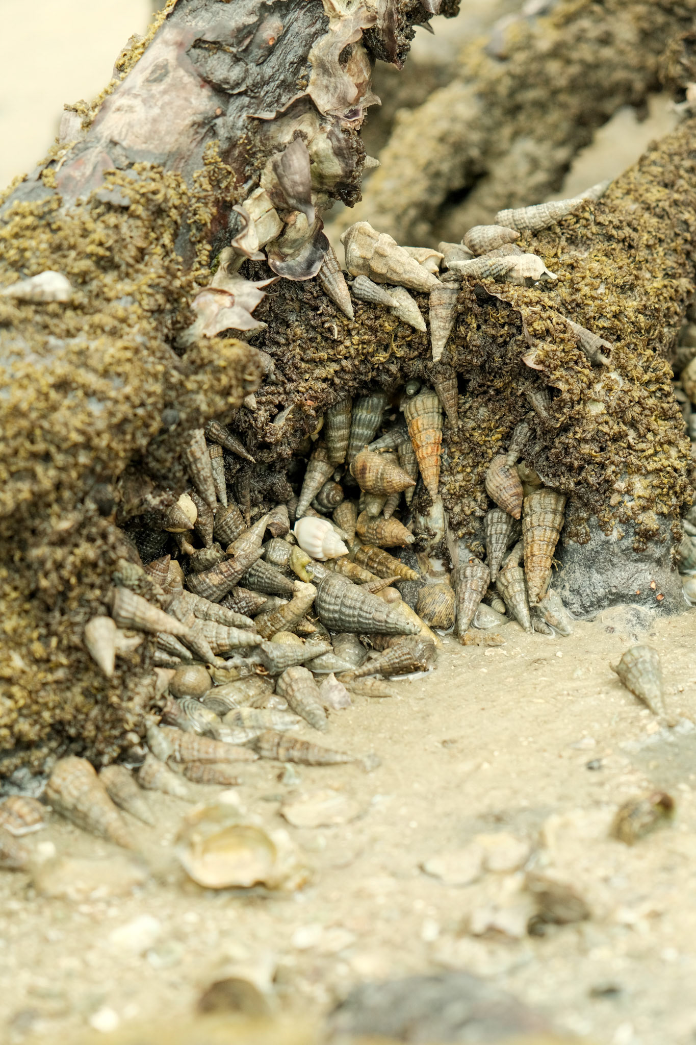 Mollusc shells