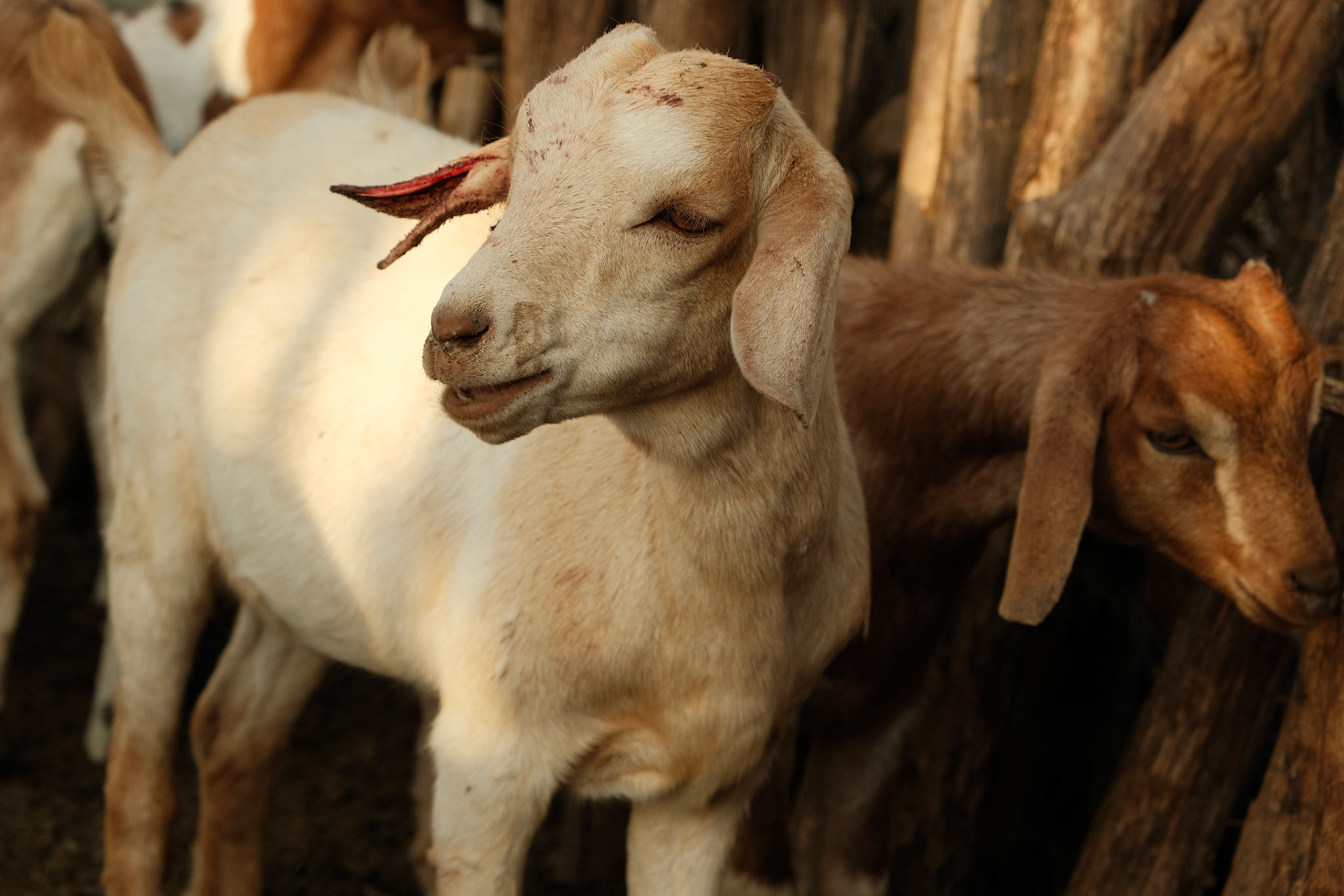 This goat got a slight in its ears to help identify its owner