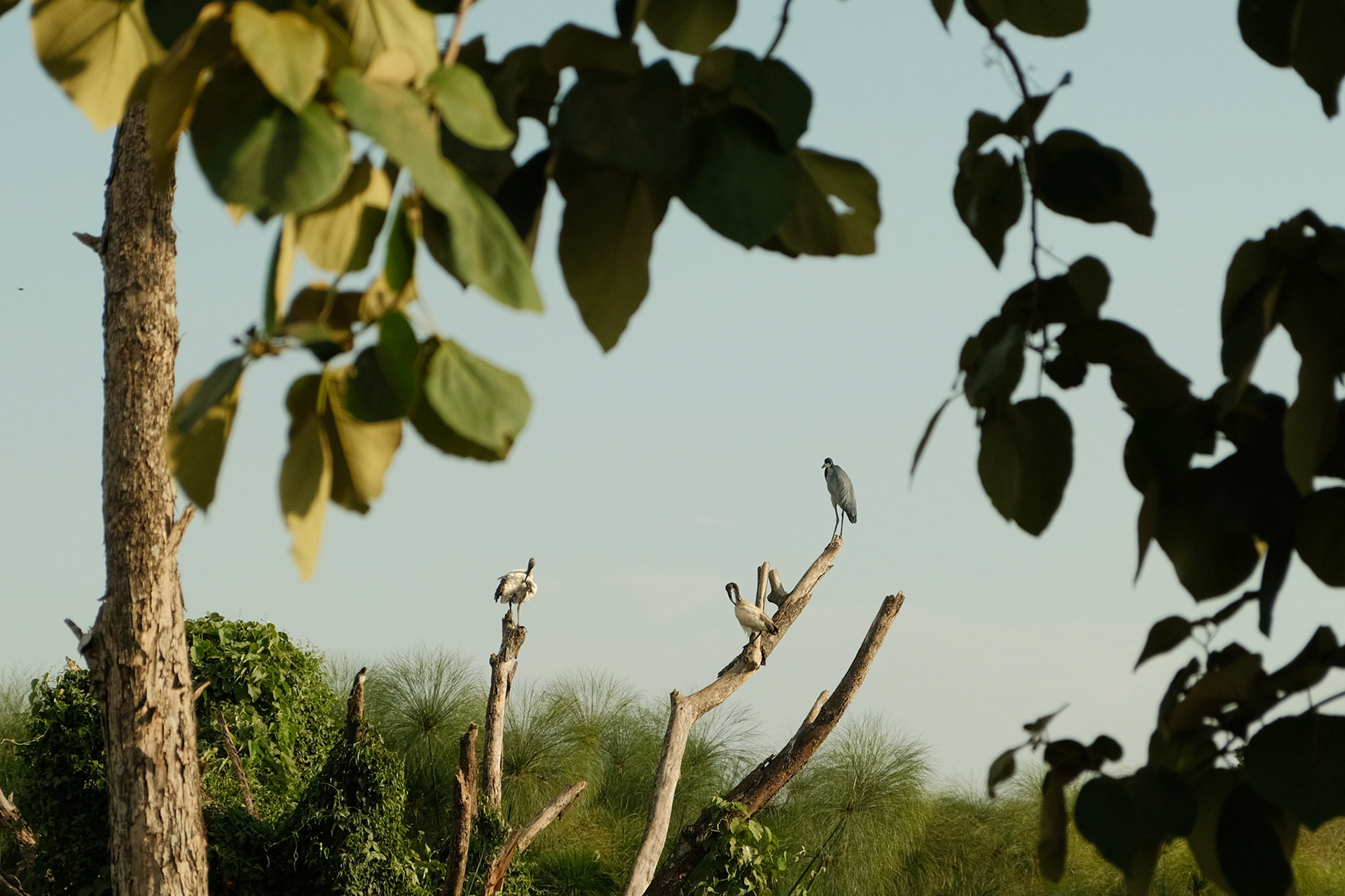 Cool birds
