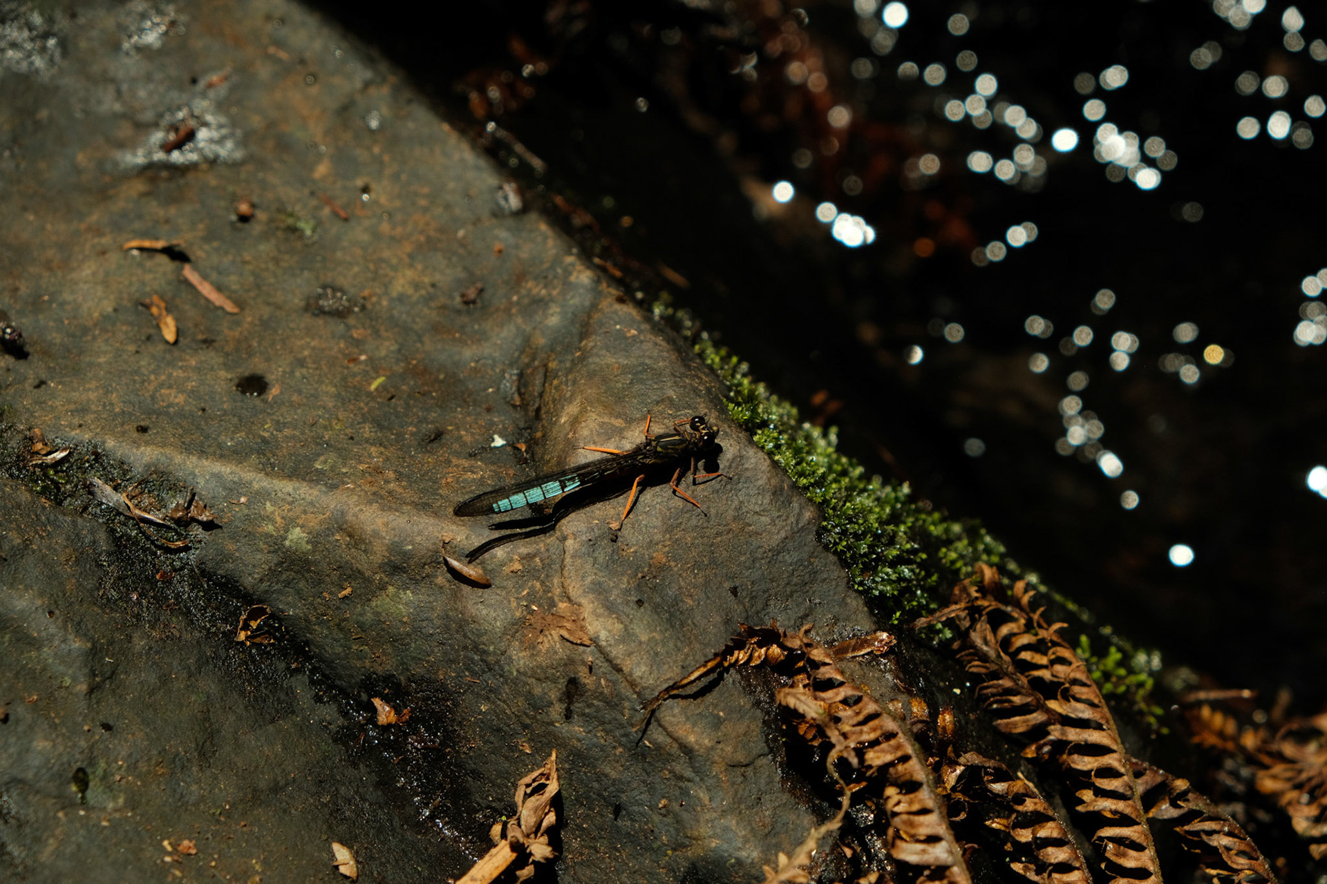 Dragonfly
