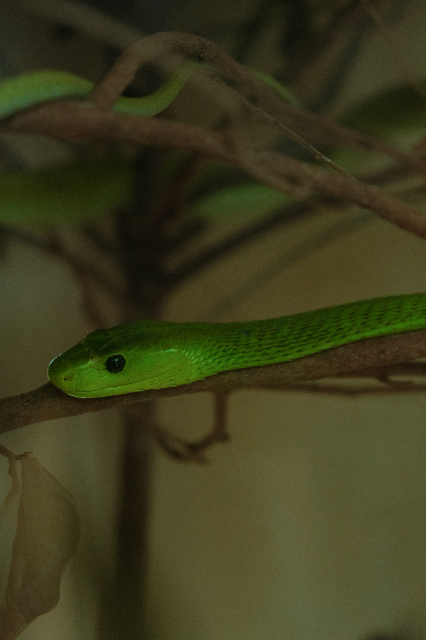 Green manba at the Watamu Snake Farm