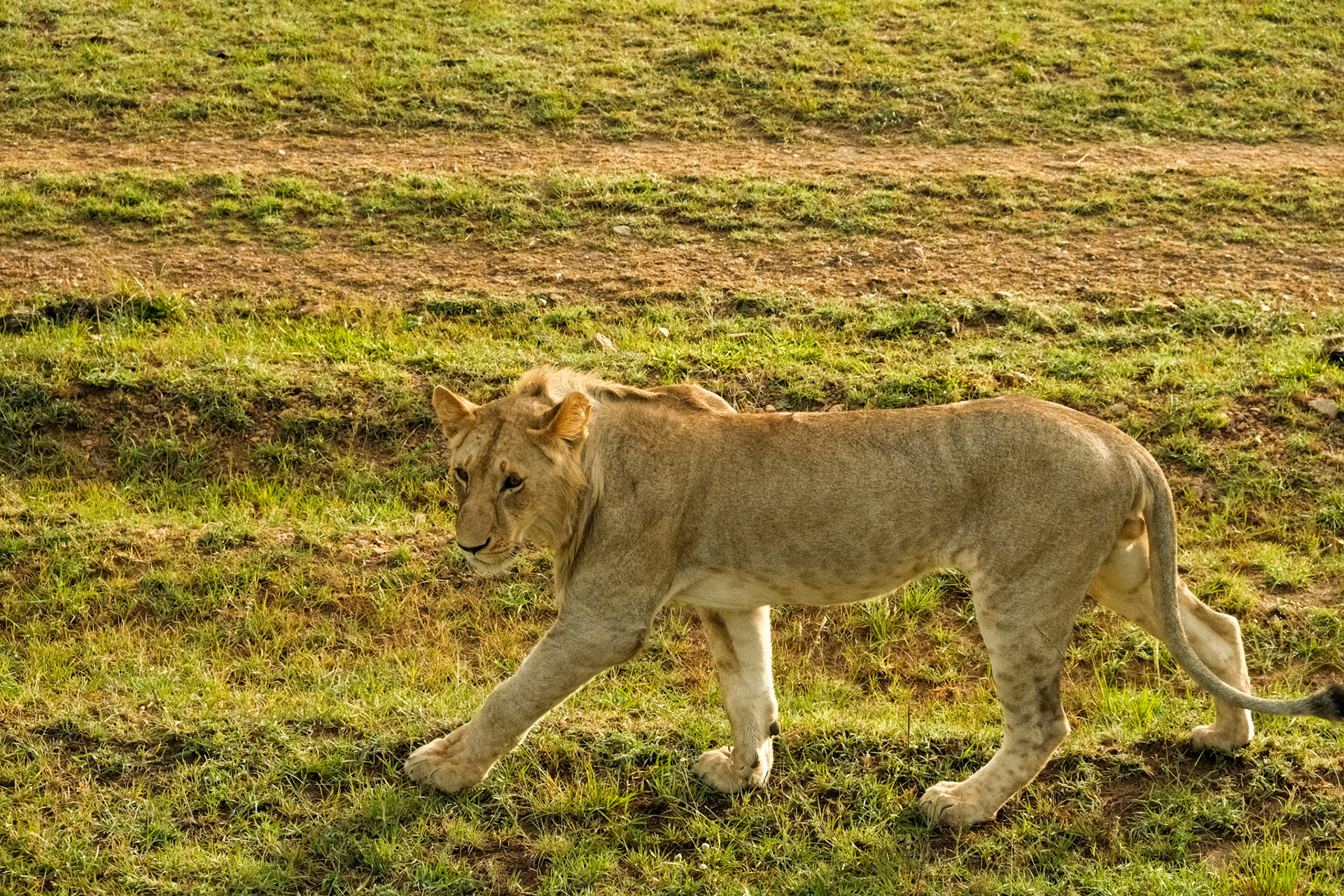 Lion