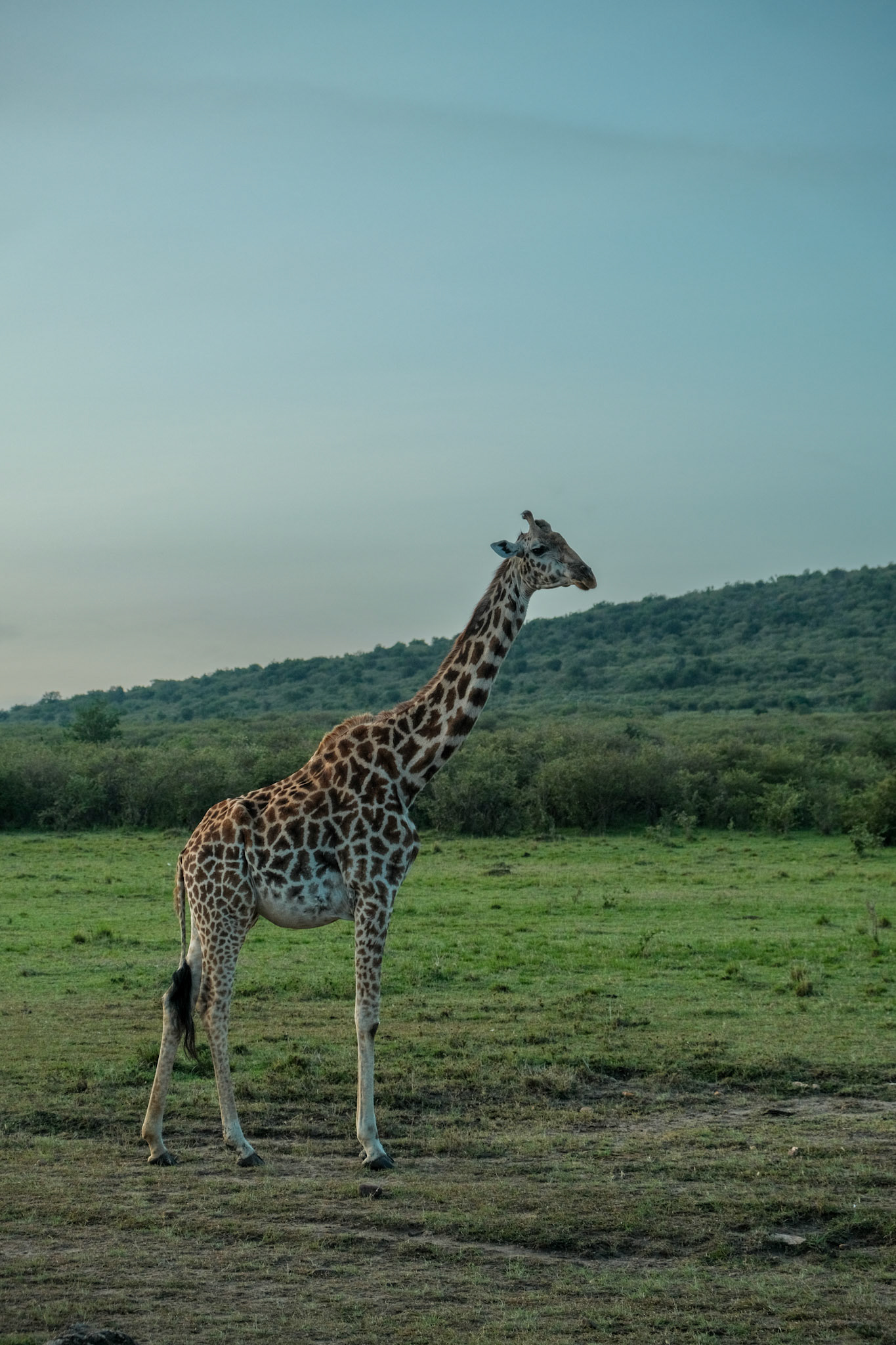 Maasai giraffe