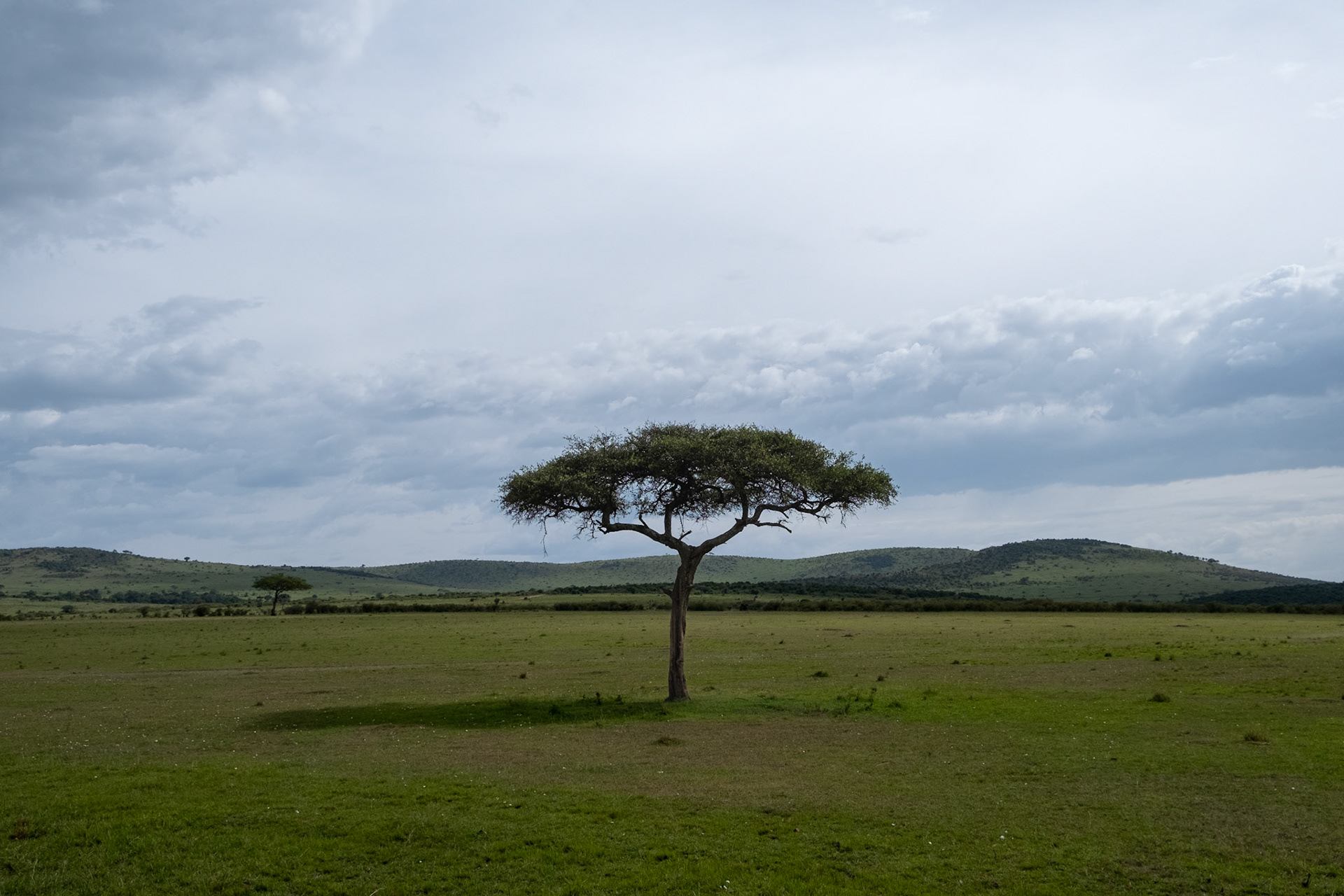 Acacia tree