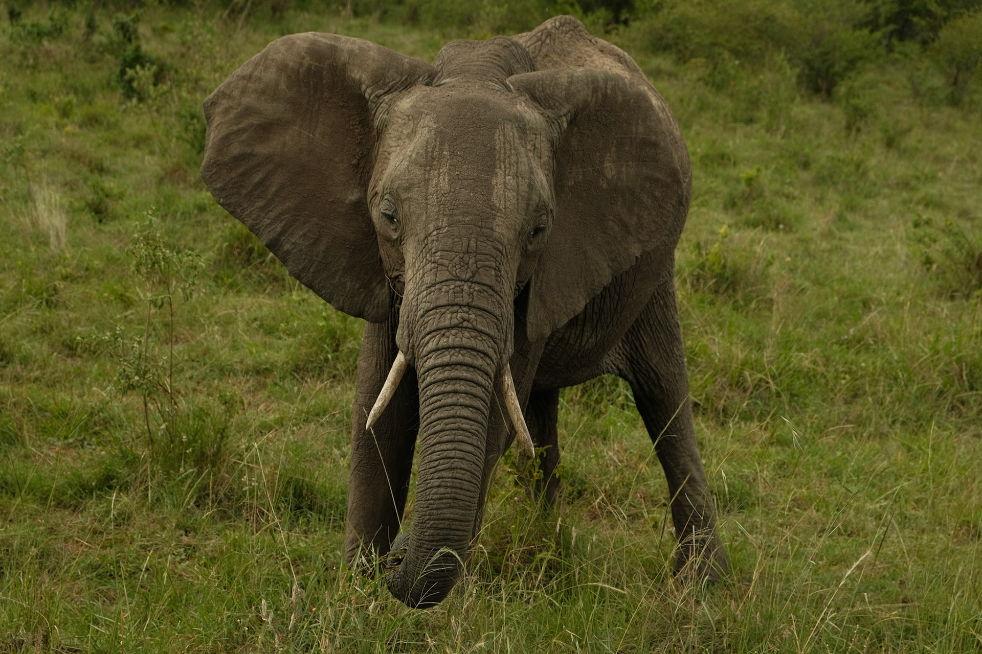 Elephant