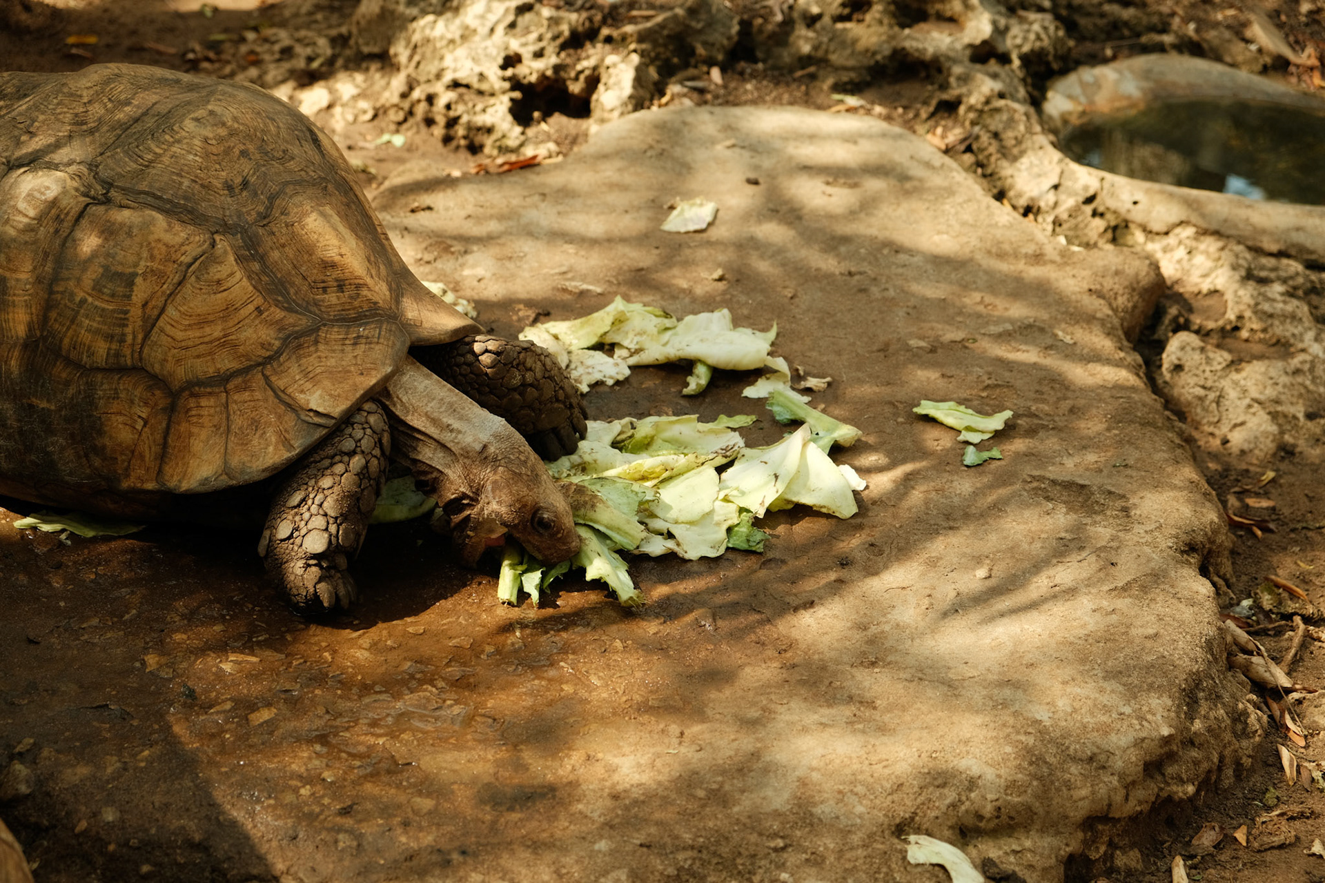Turtoise eating lettuce