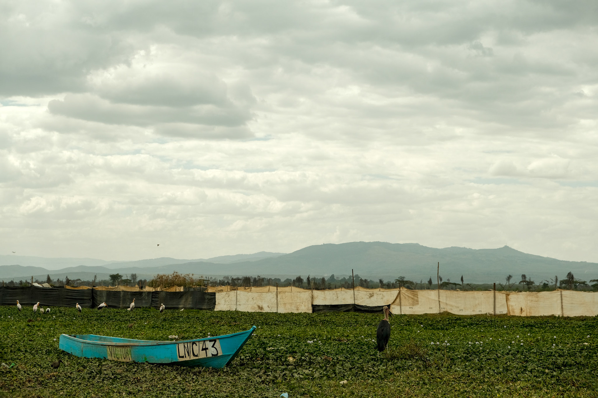 "illegal" farms near fish landing beach