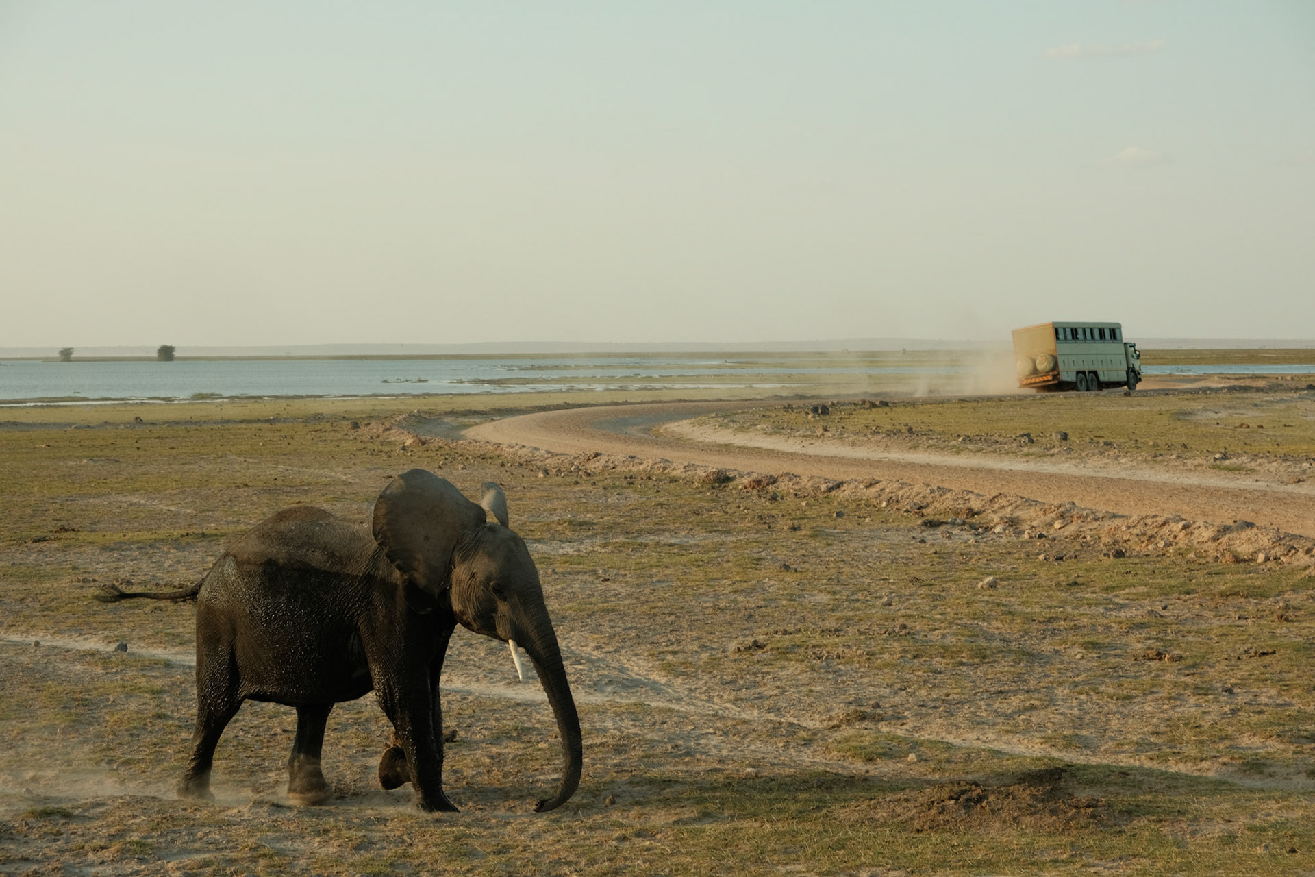 Elephant