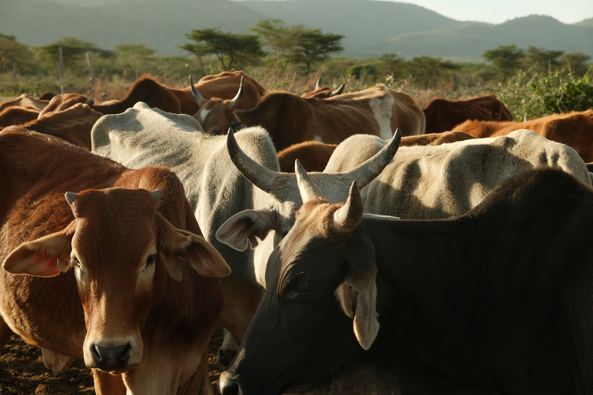 A lot of Maasai families live of pastoralism. Wealth is measured in cattle.