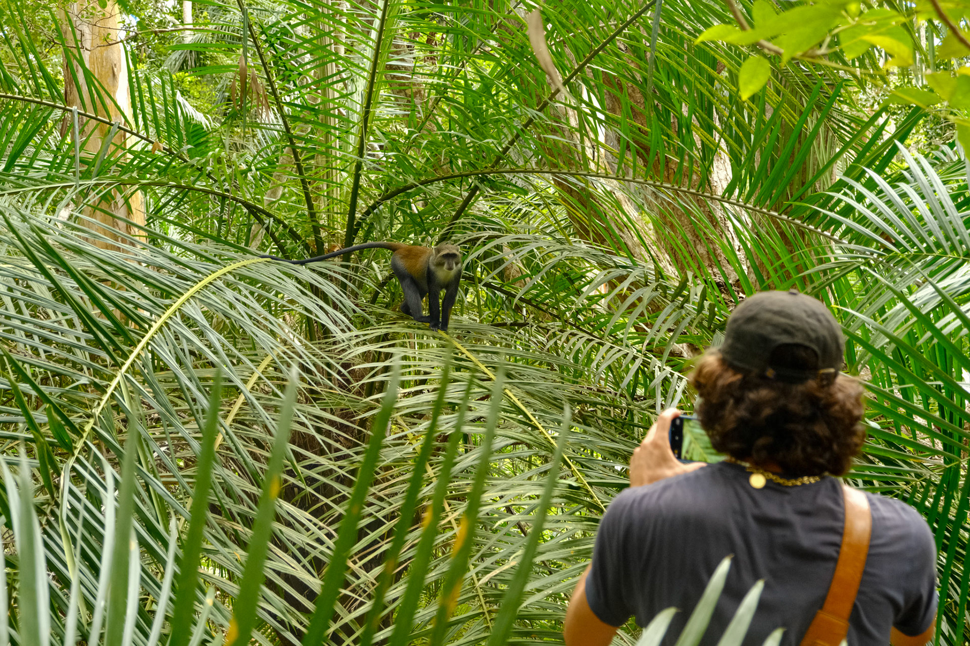 A curious monkey approches us