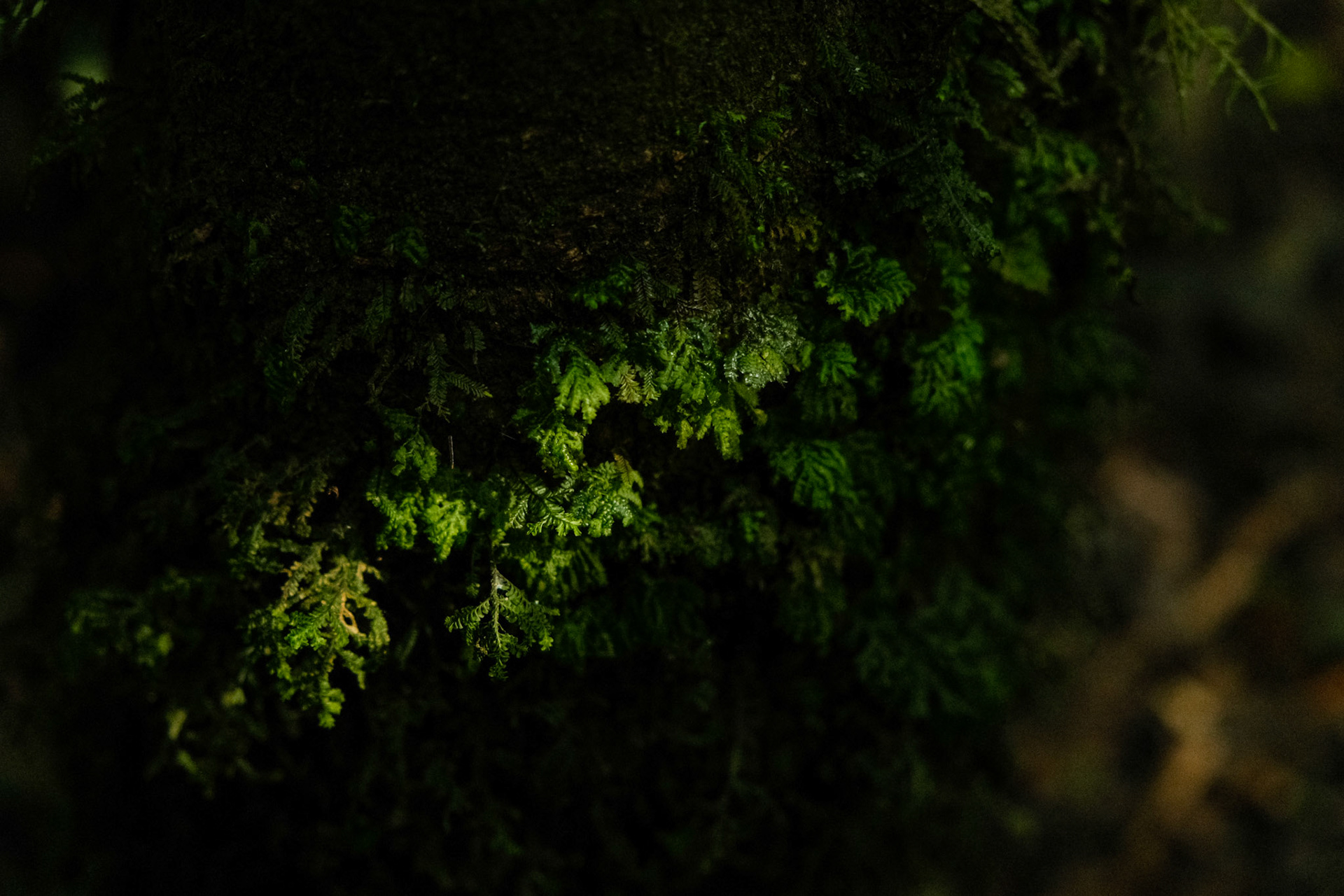 Moss on tree bark