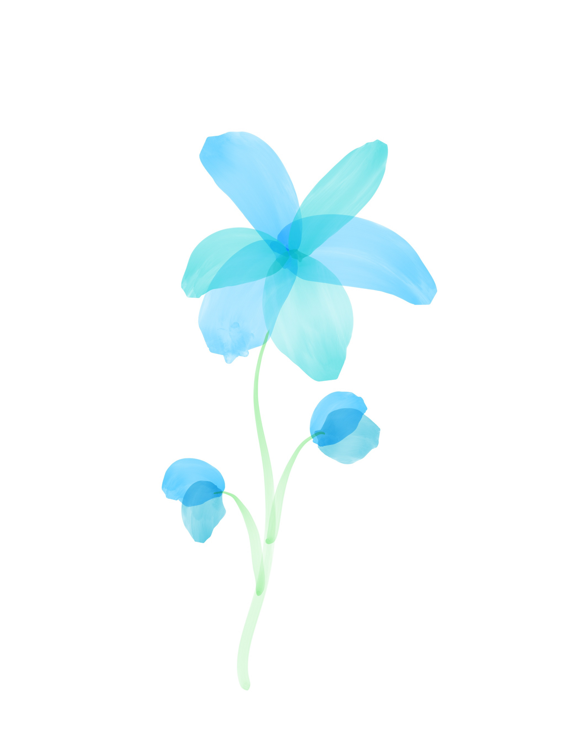 Using Procreate