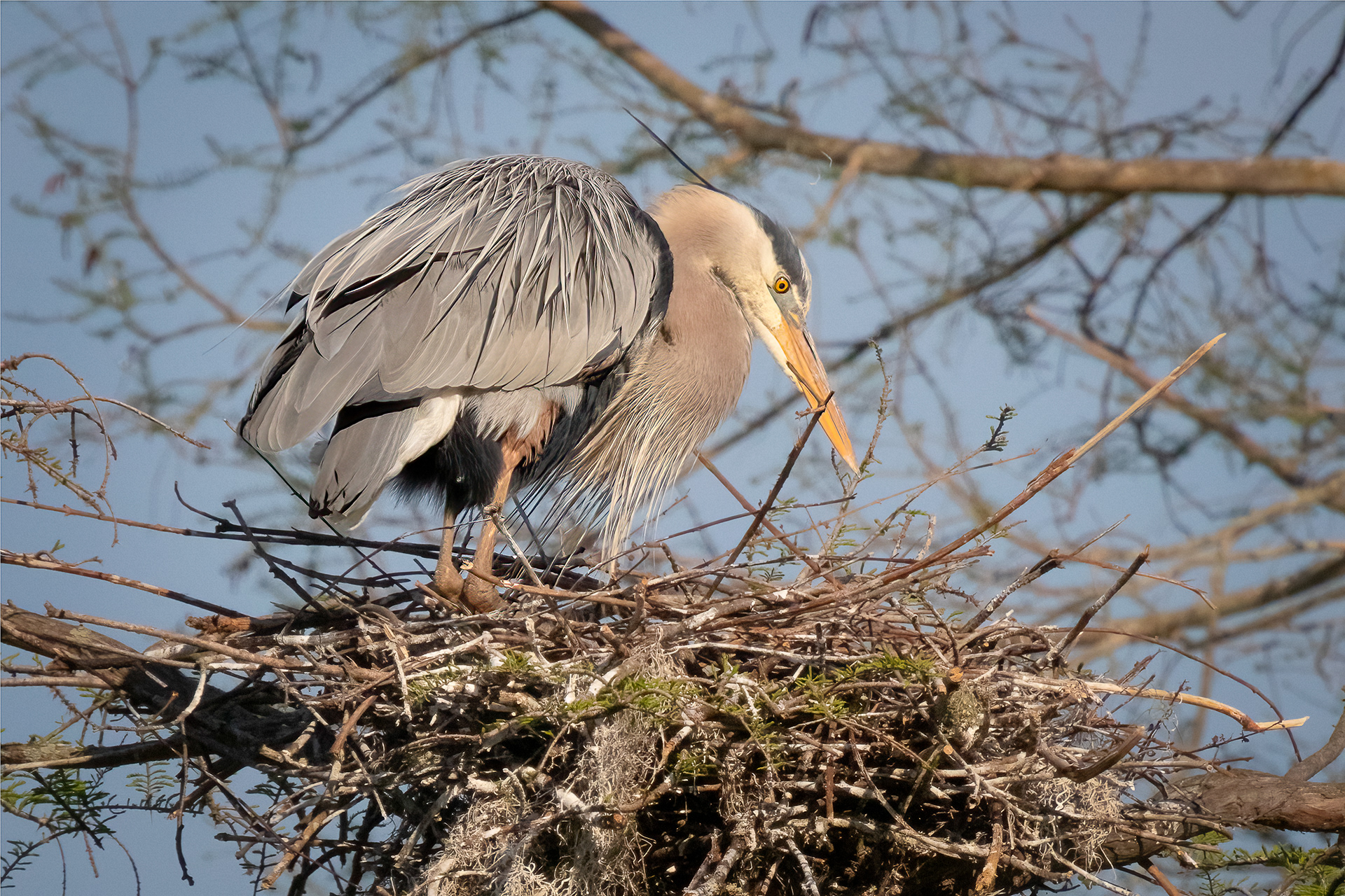Great Blue Heron