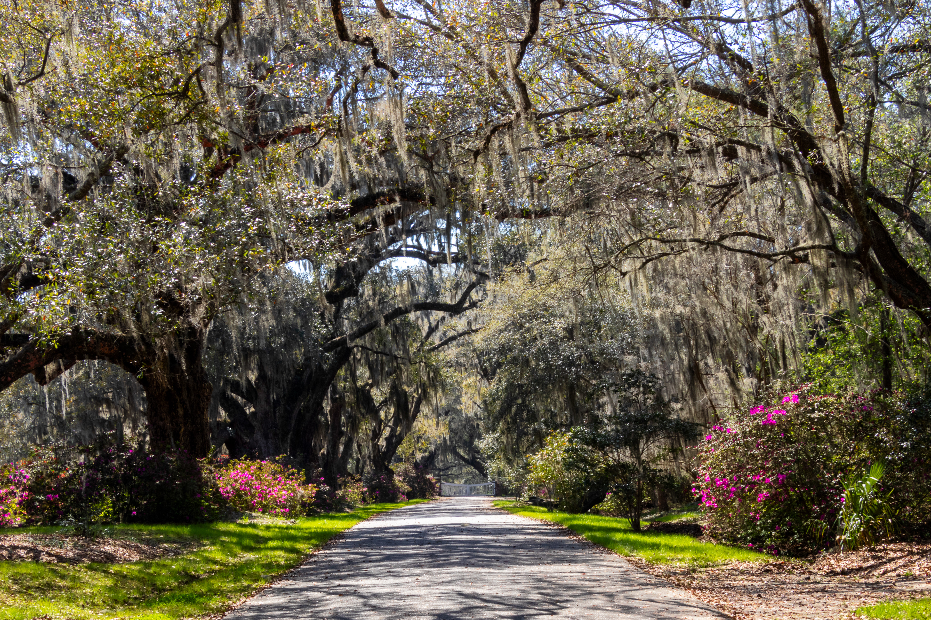 Magnolia Plantation