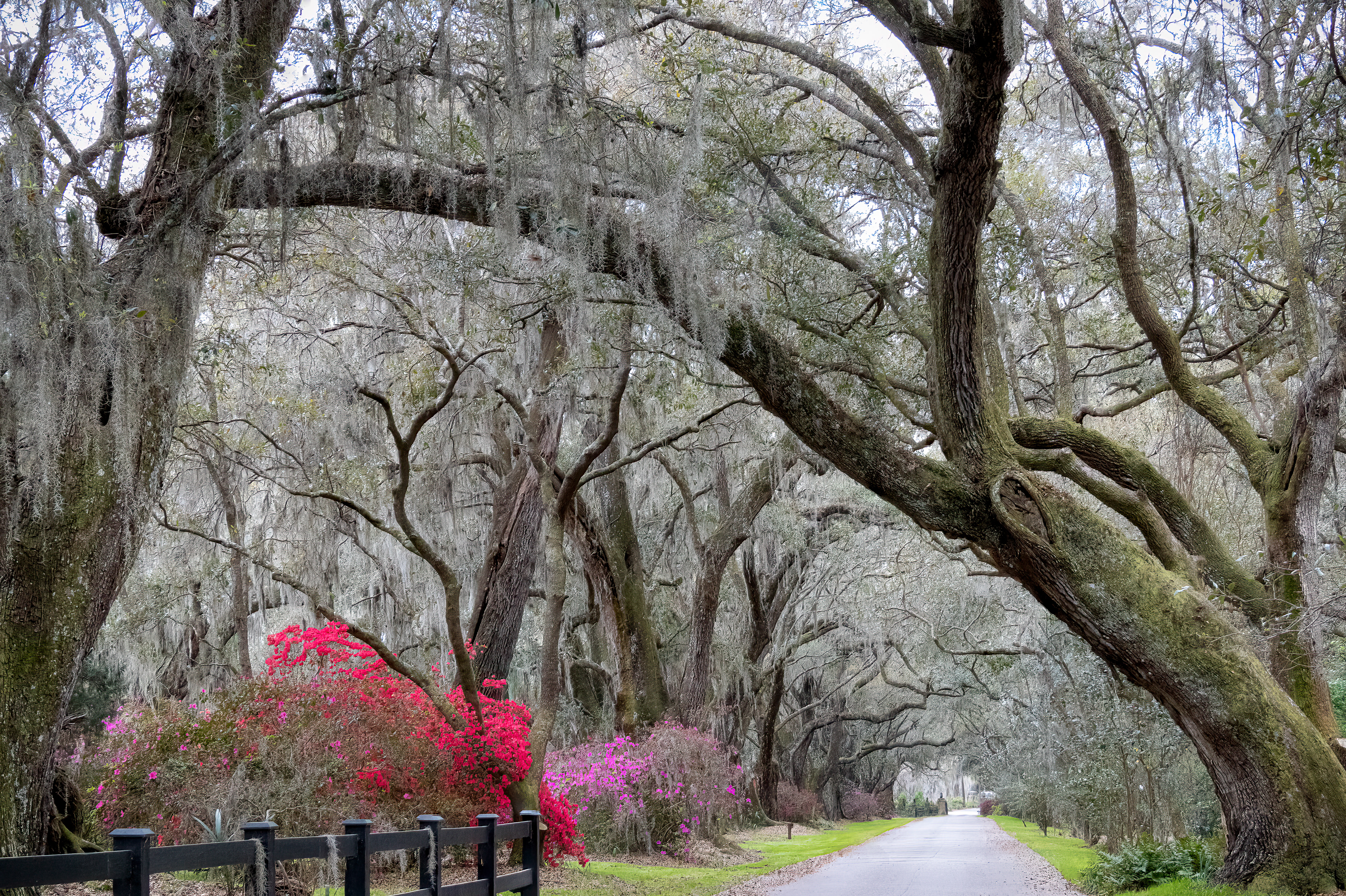 Magnolia Plantation