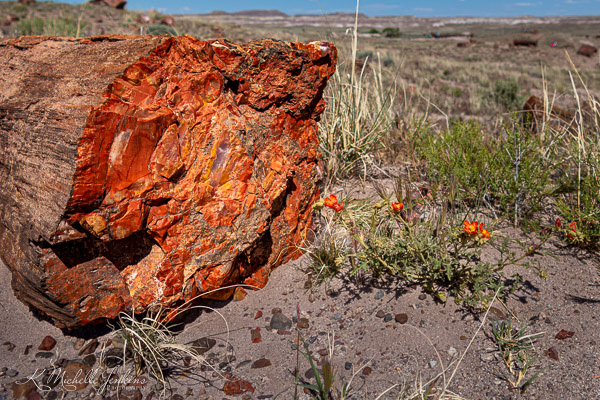 Petrified Forest National Park
