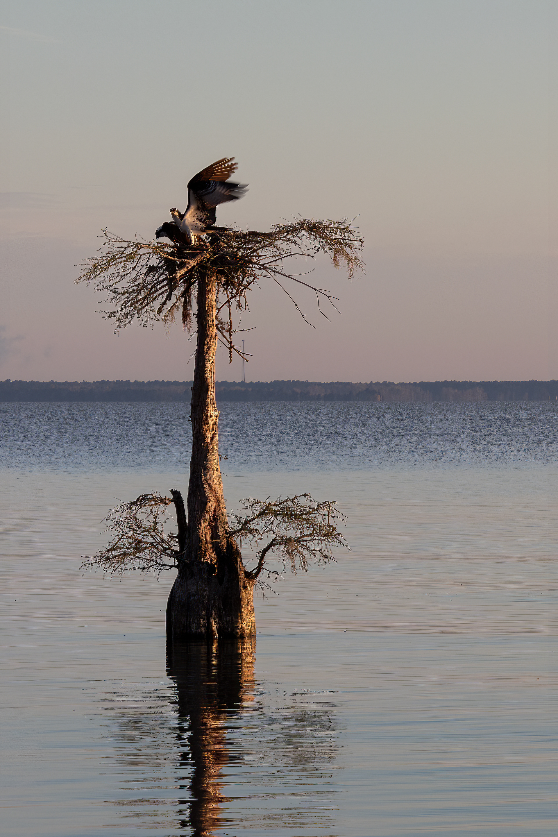 Lake Moultrie