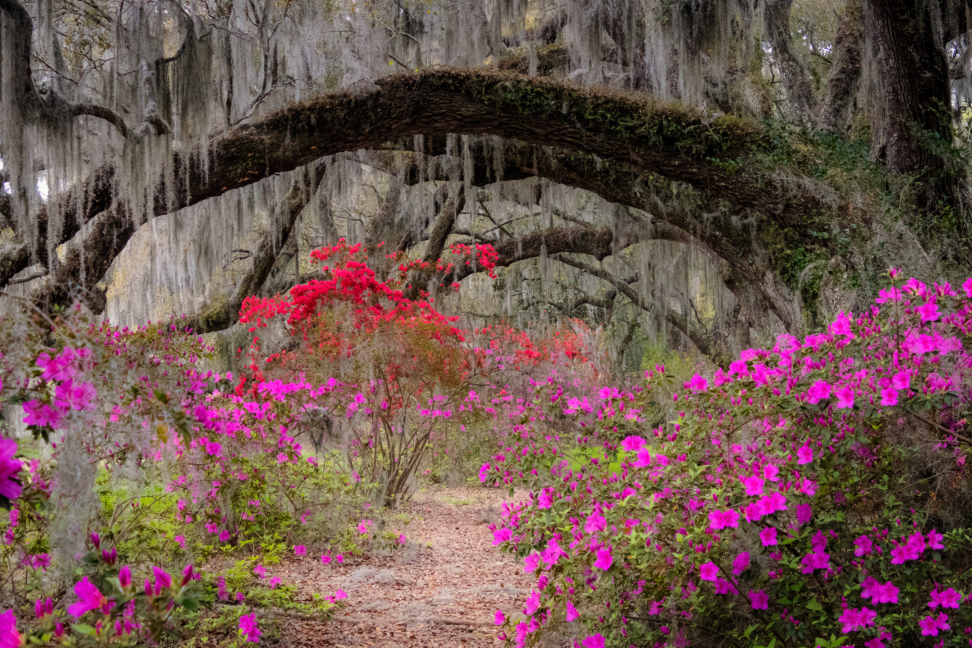 Magnolia Plantation