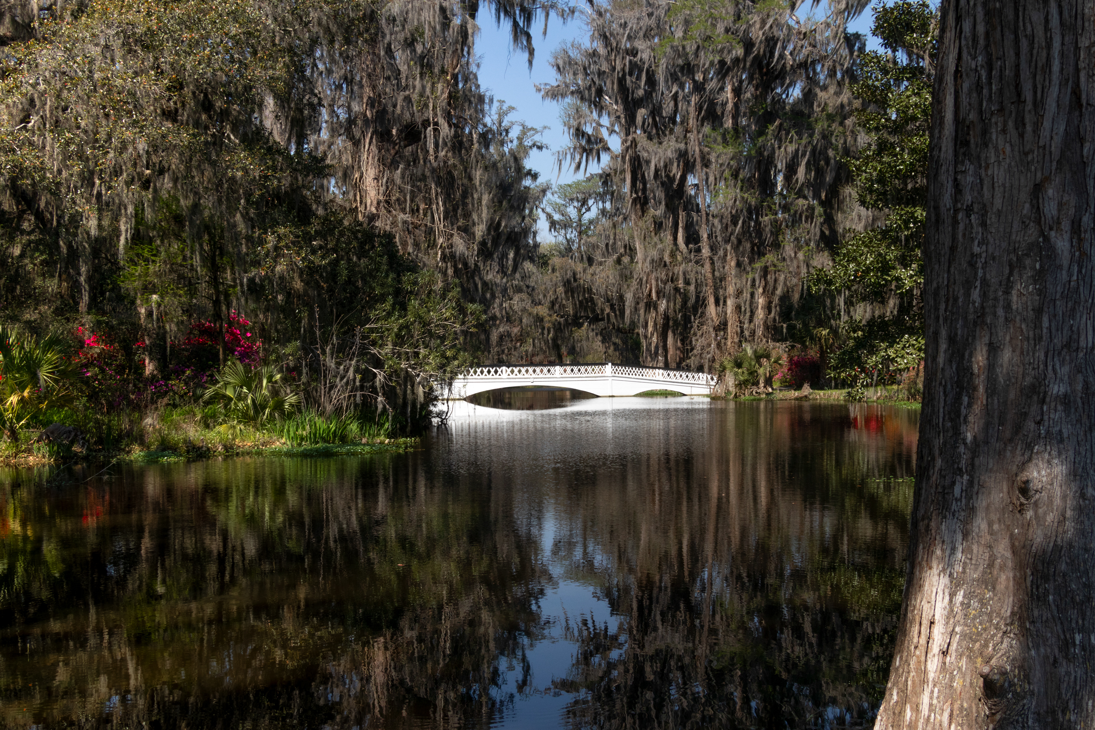 Magnolia Plantation
