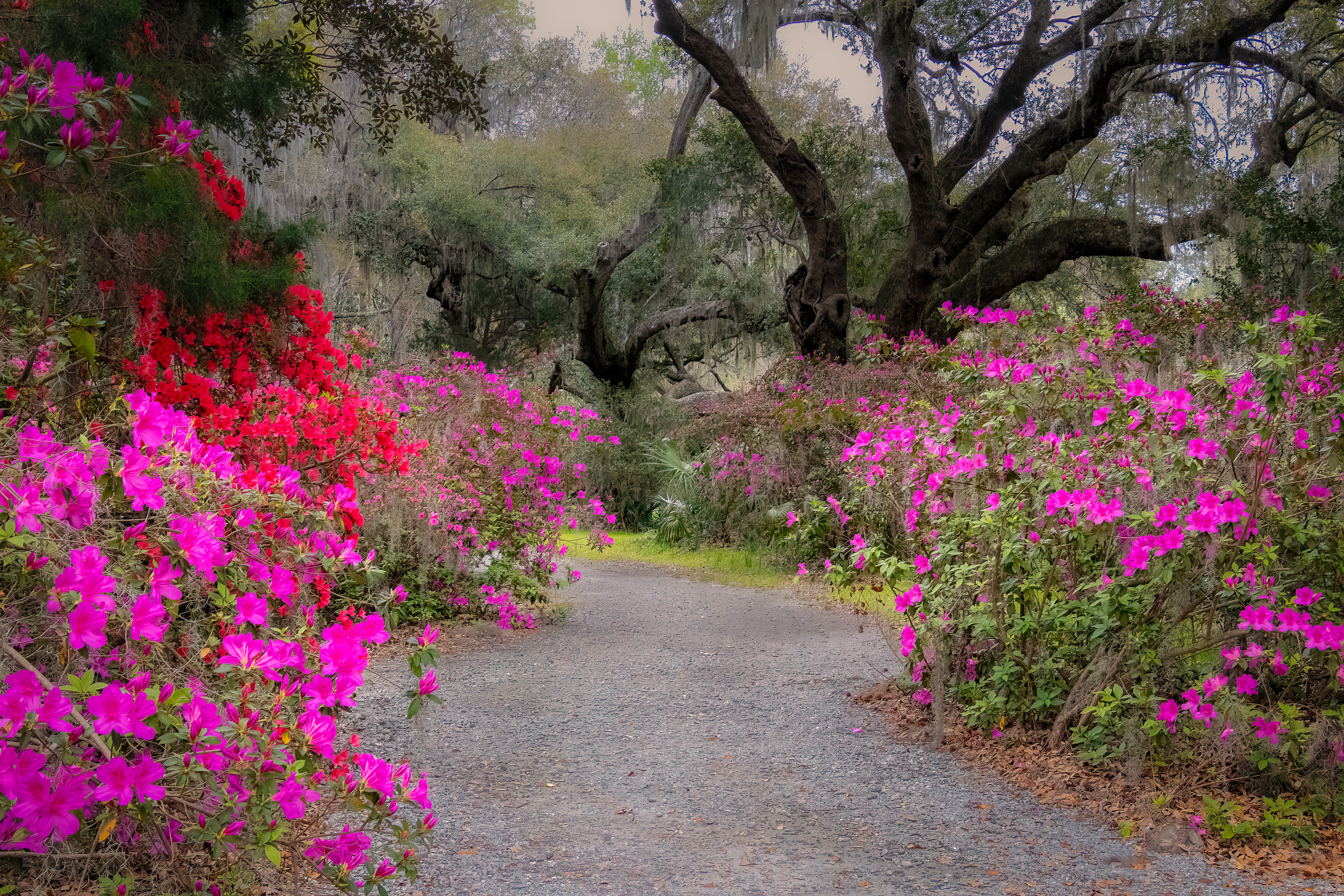 Magnolia Plantation