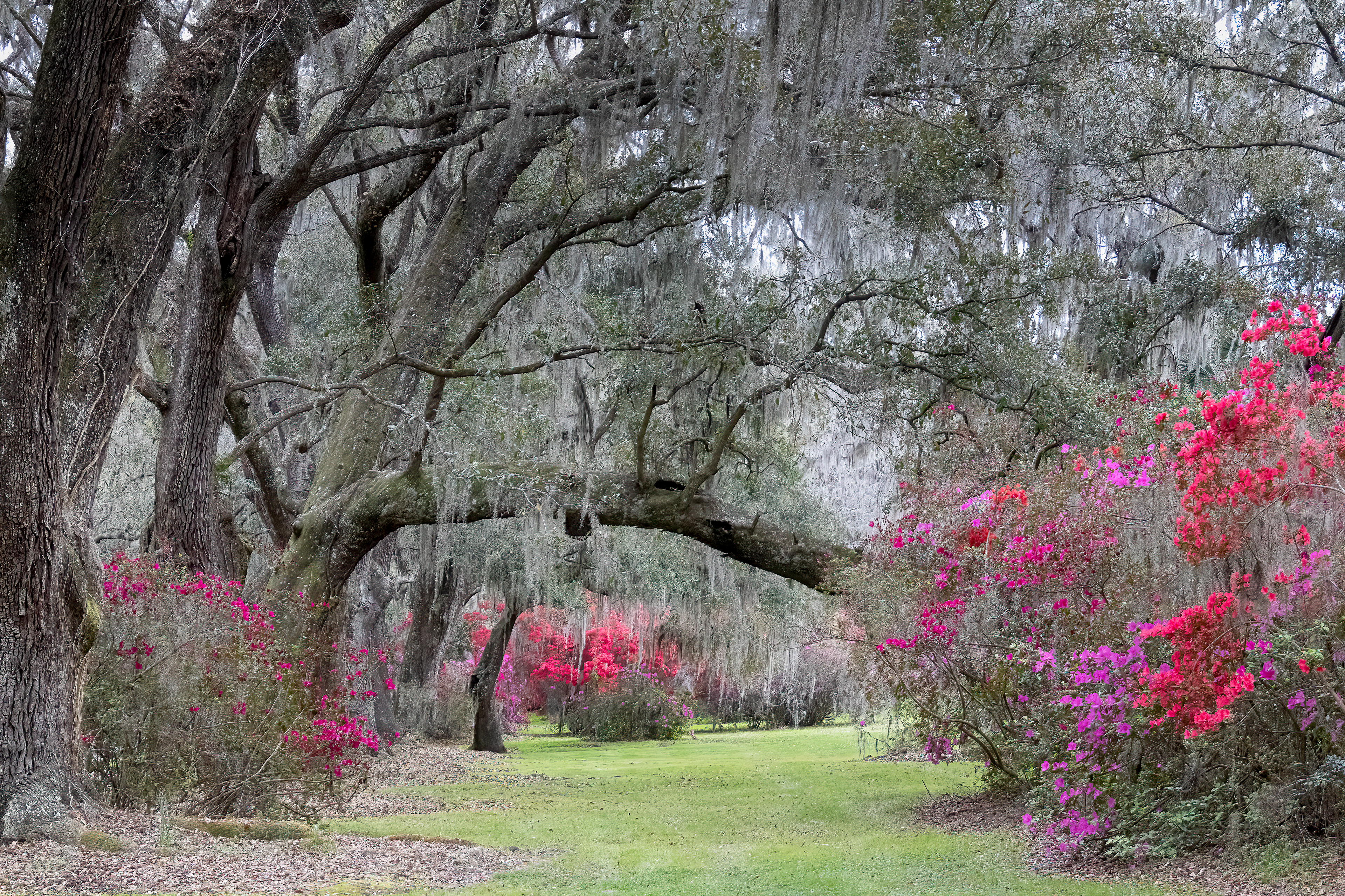 Magnolia Plantation