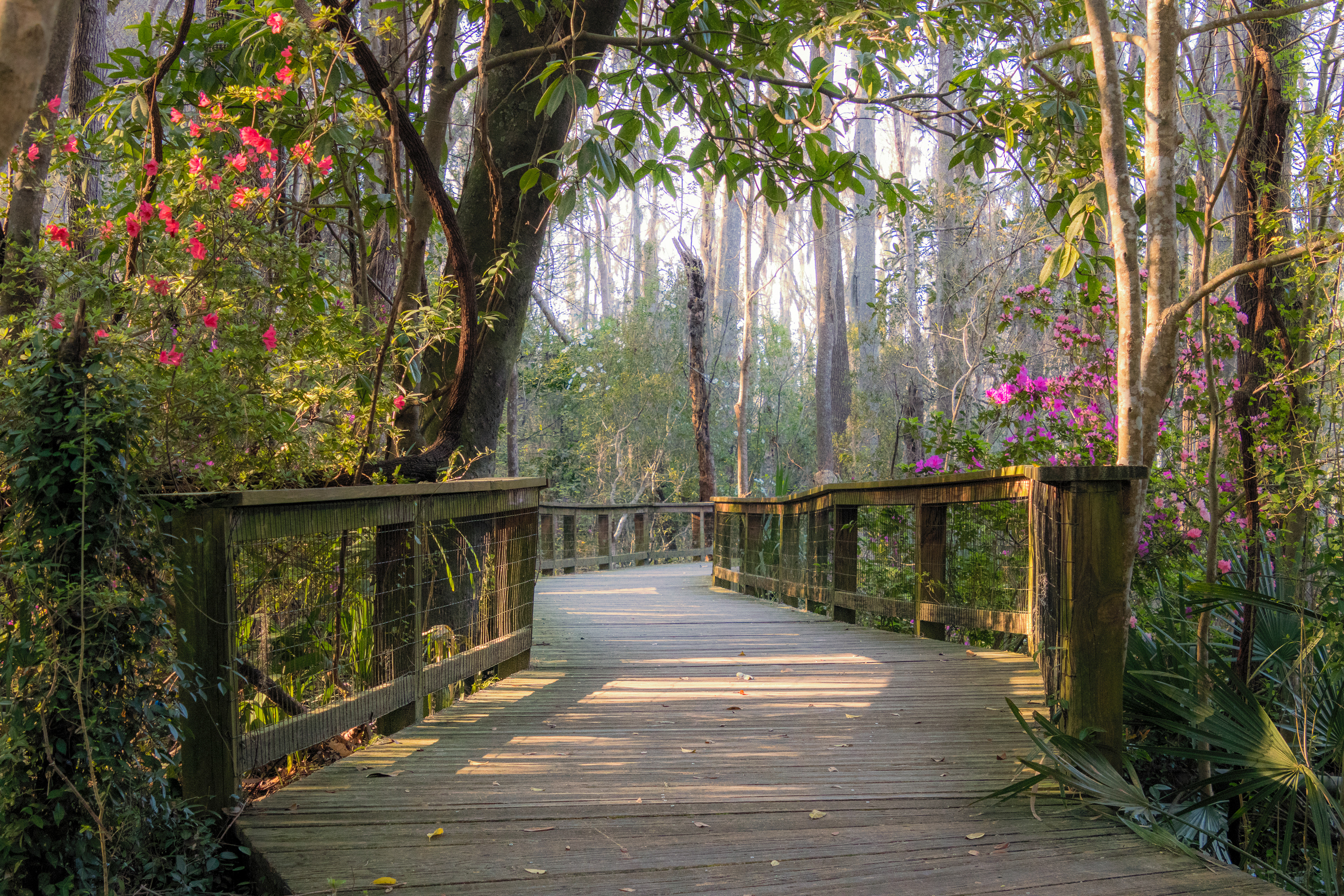 Audubon Swamp, Magnolia Plantation