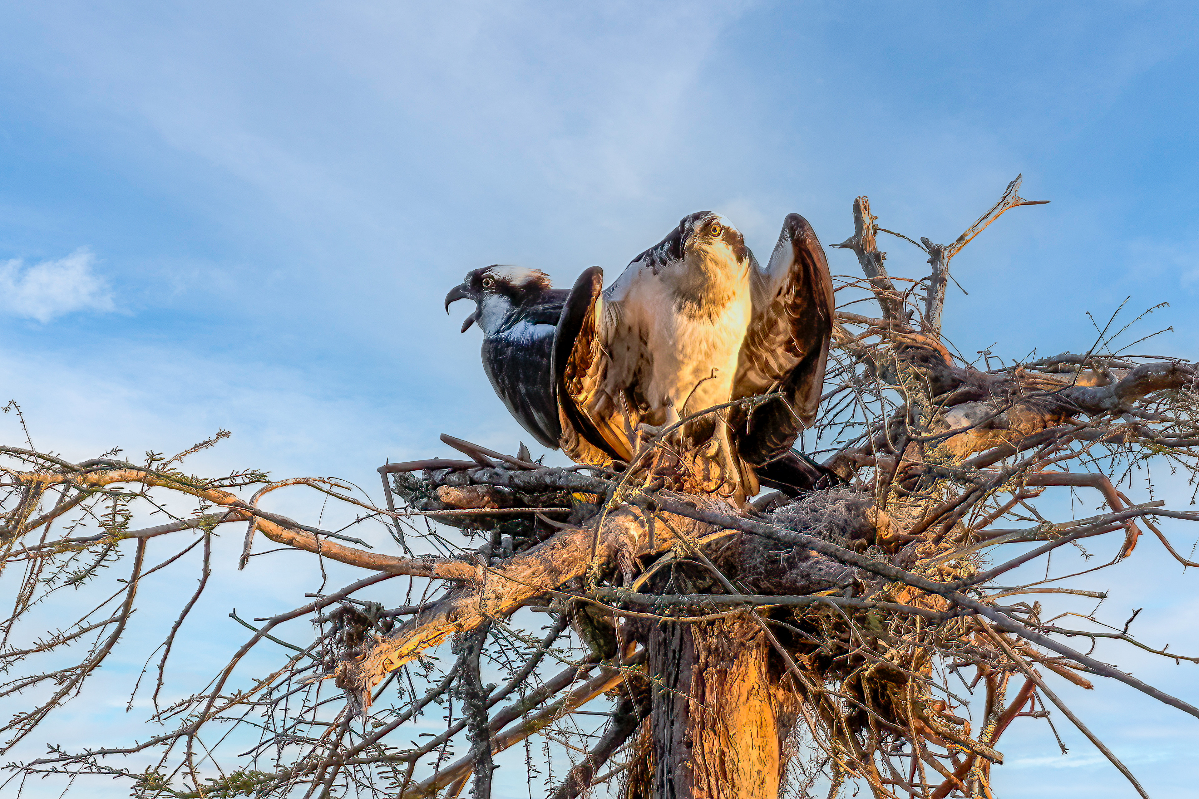 Osprey
