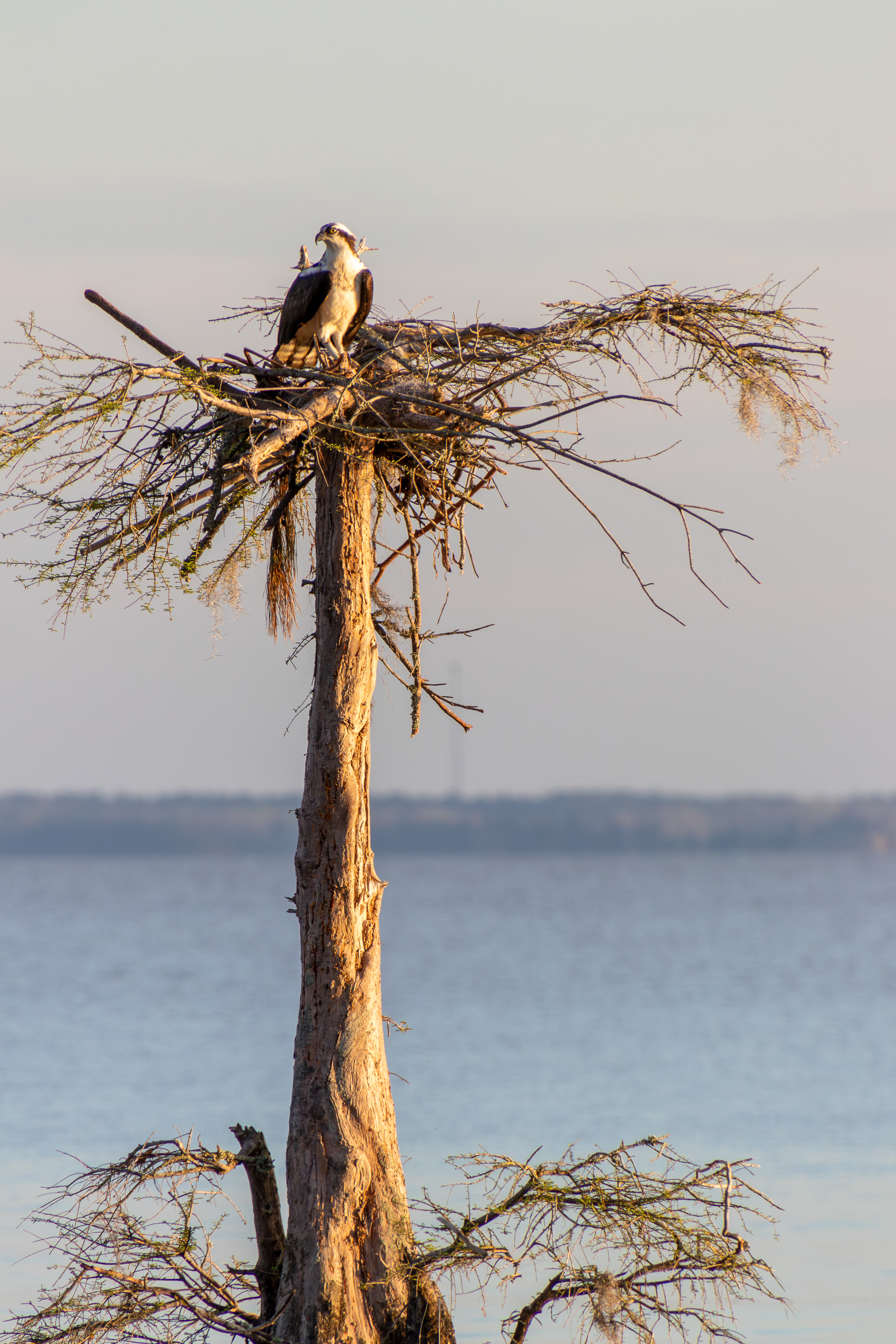 Lake Moultrie