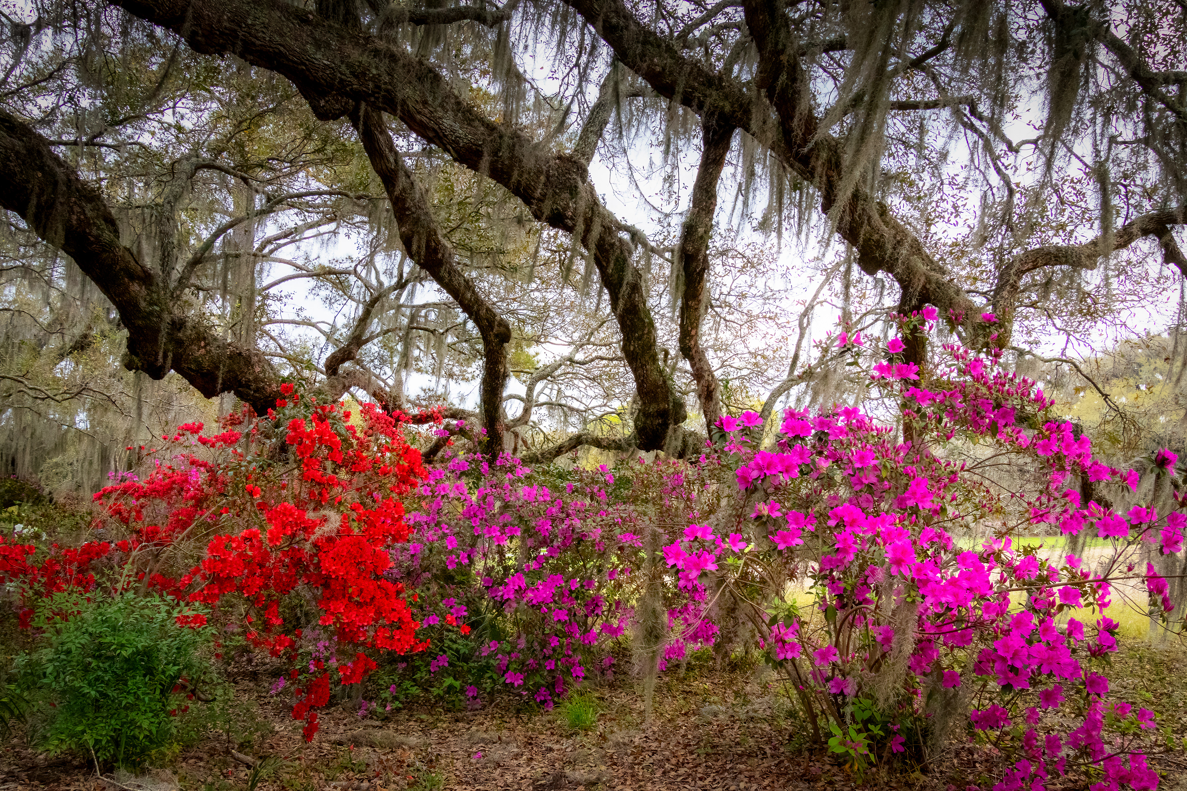 Magnolia Plantation